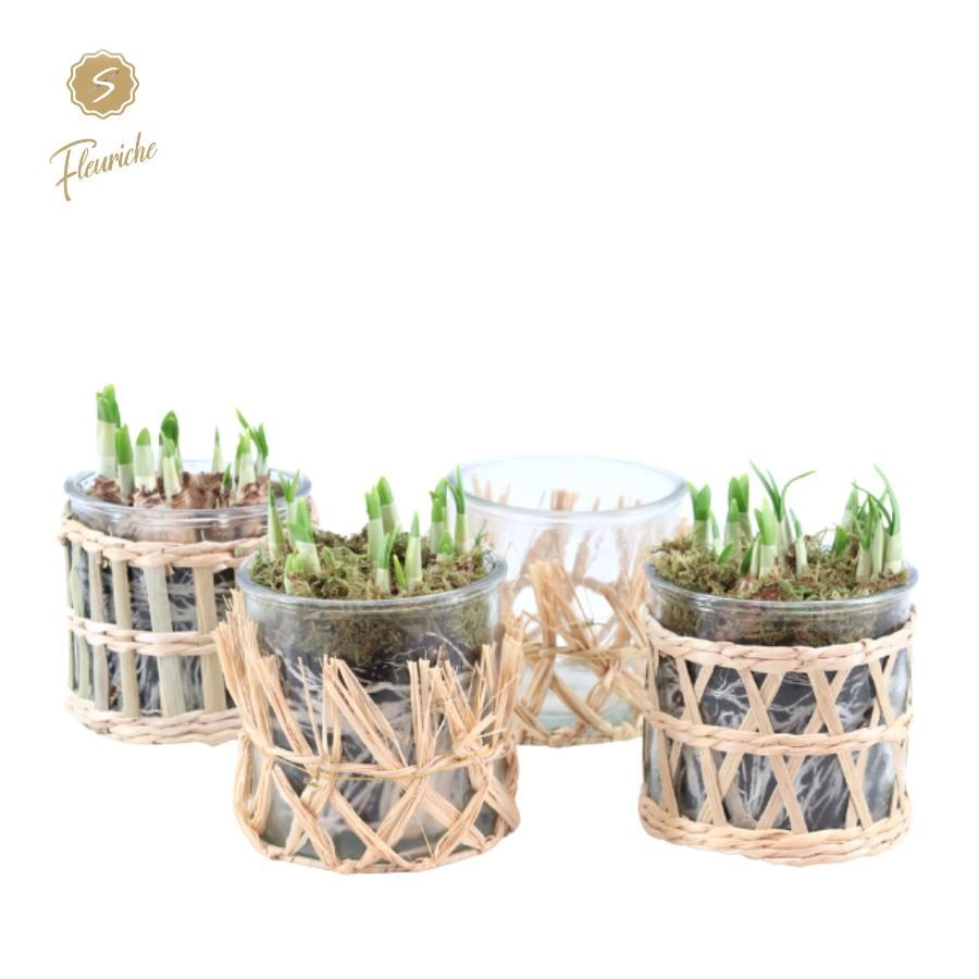 (3404) Narcissus Combi Glass and Willow [L] Mos, D 13