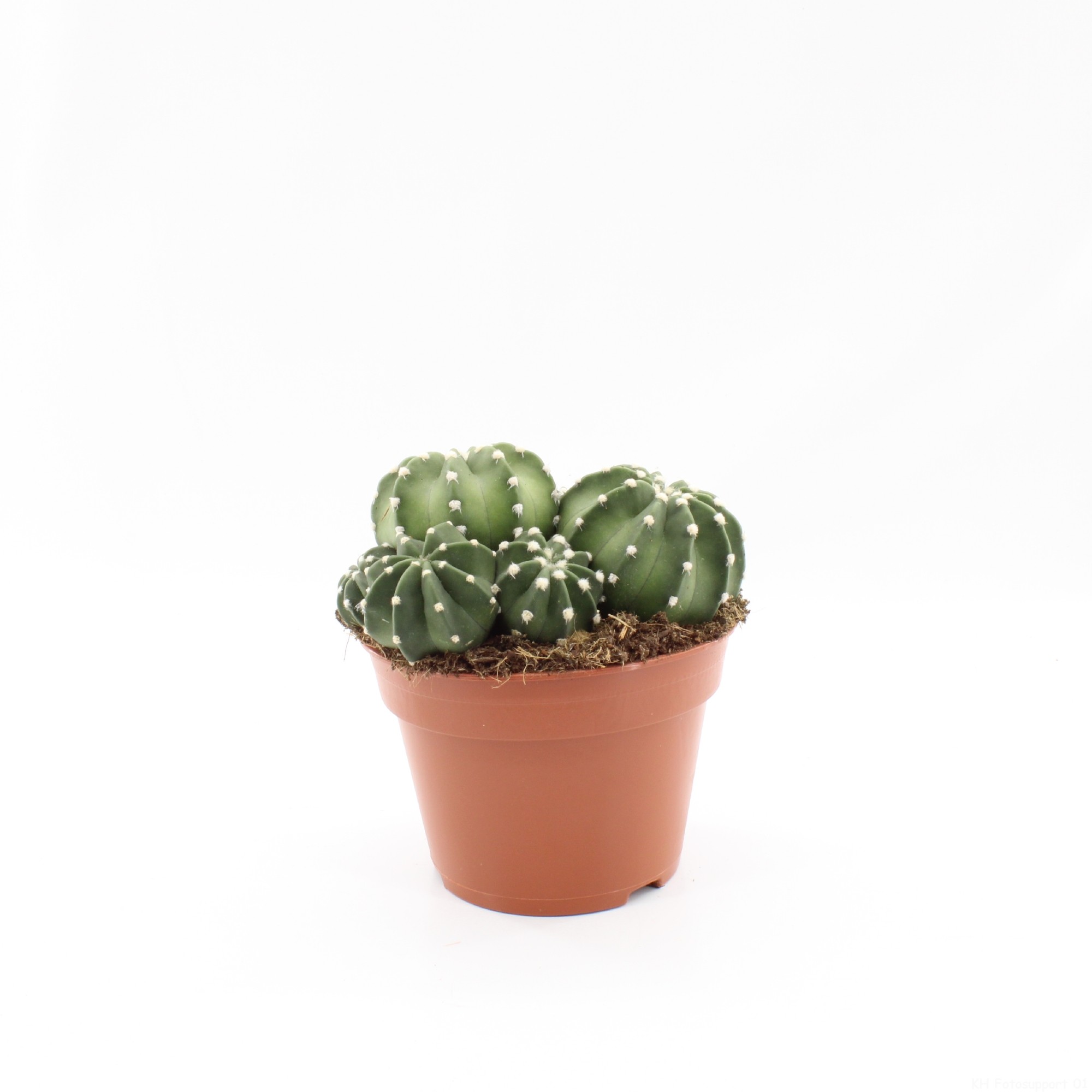 Echinopsis Subdenudata, D 12