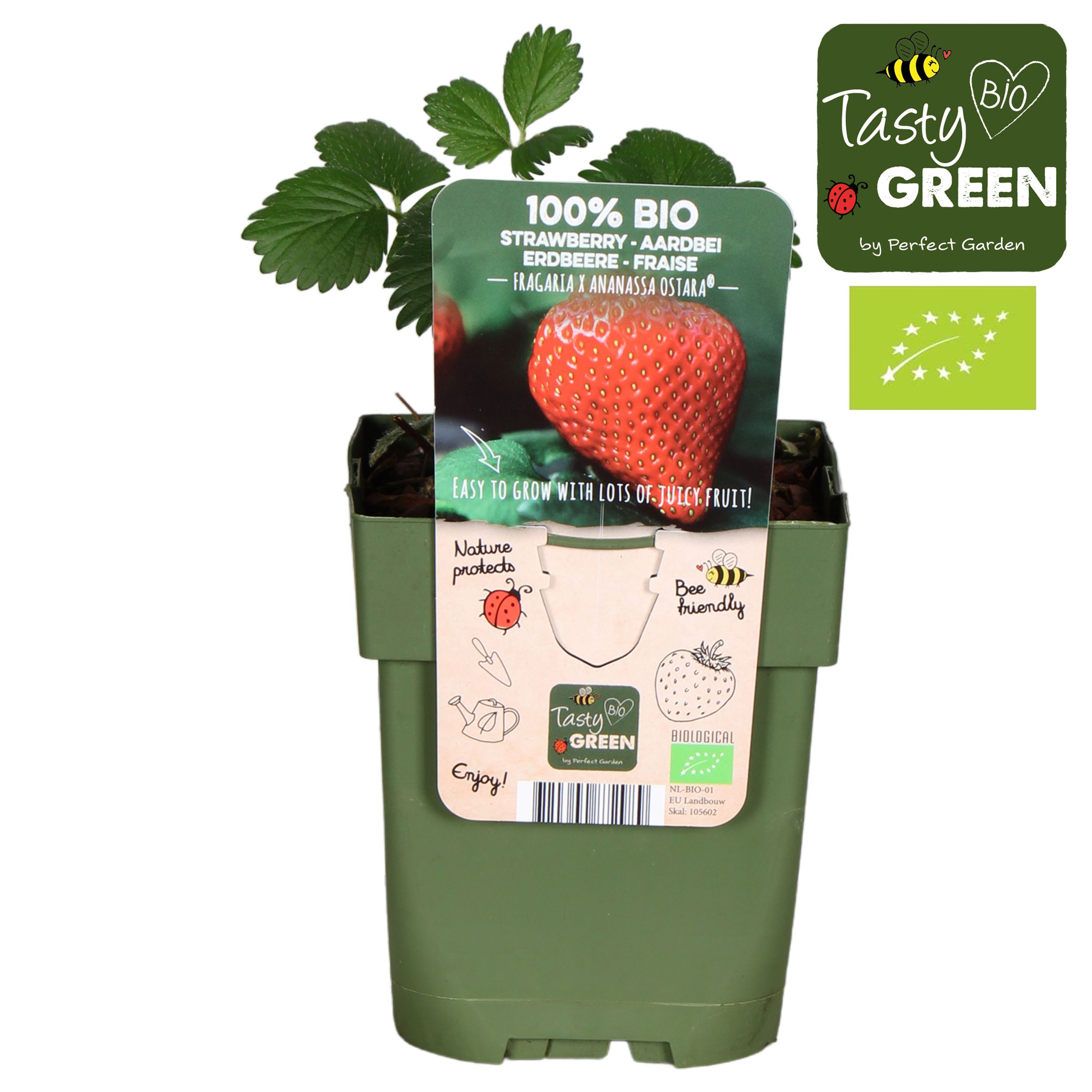 Fragaria x ananassa 'Ostara' Bio P13, D 13