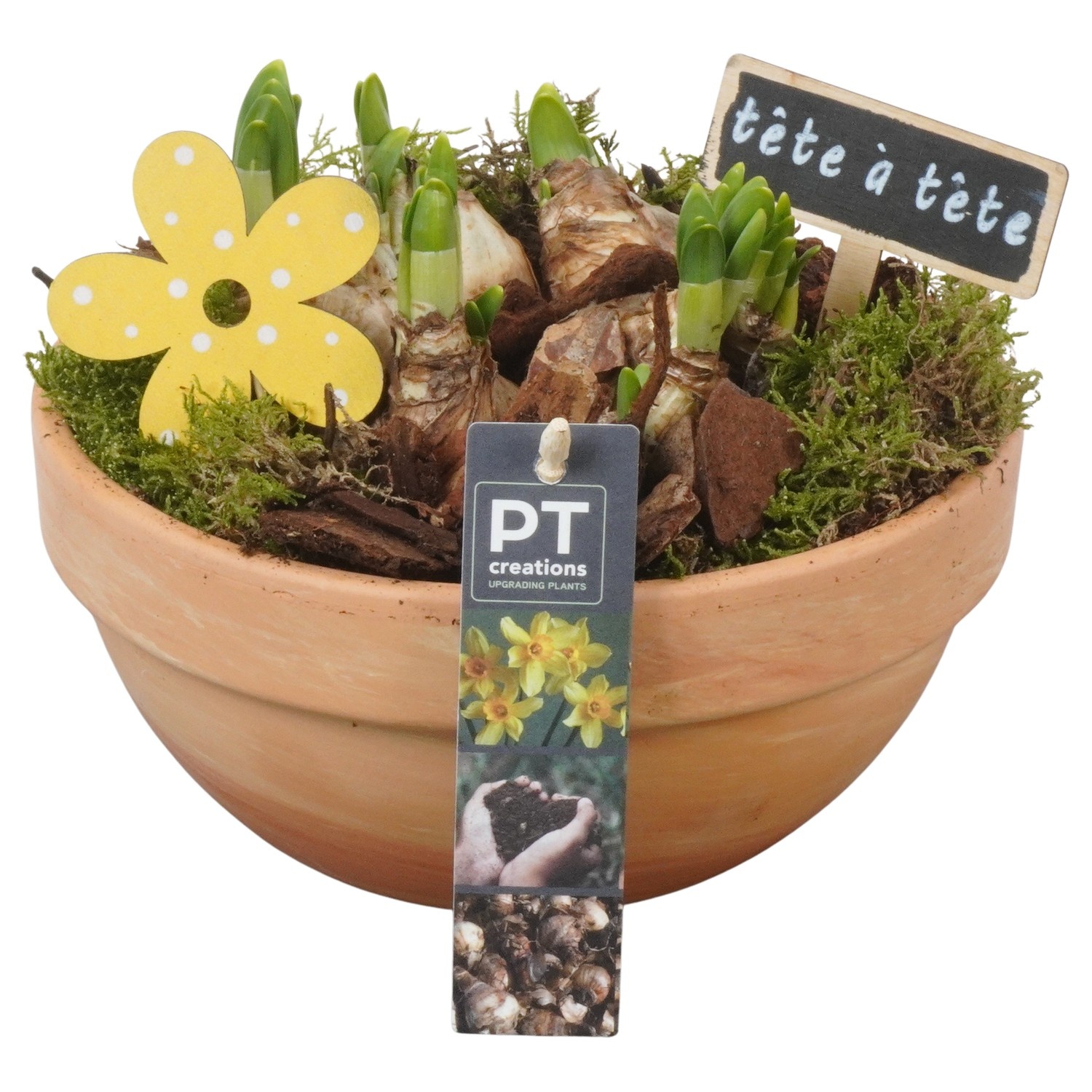 PTN8674 Arrangement Narcissus in terracotta schaal, D 19