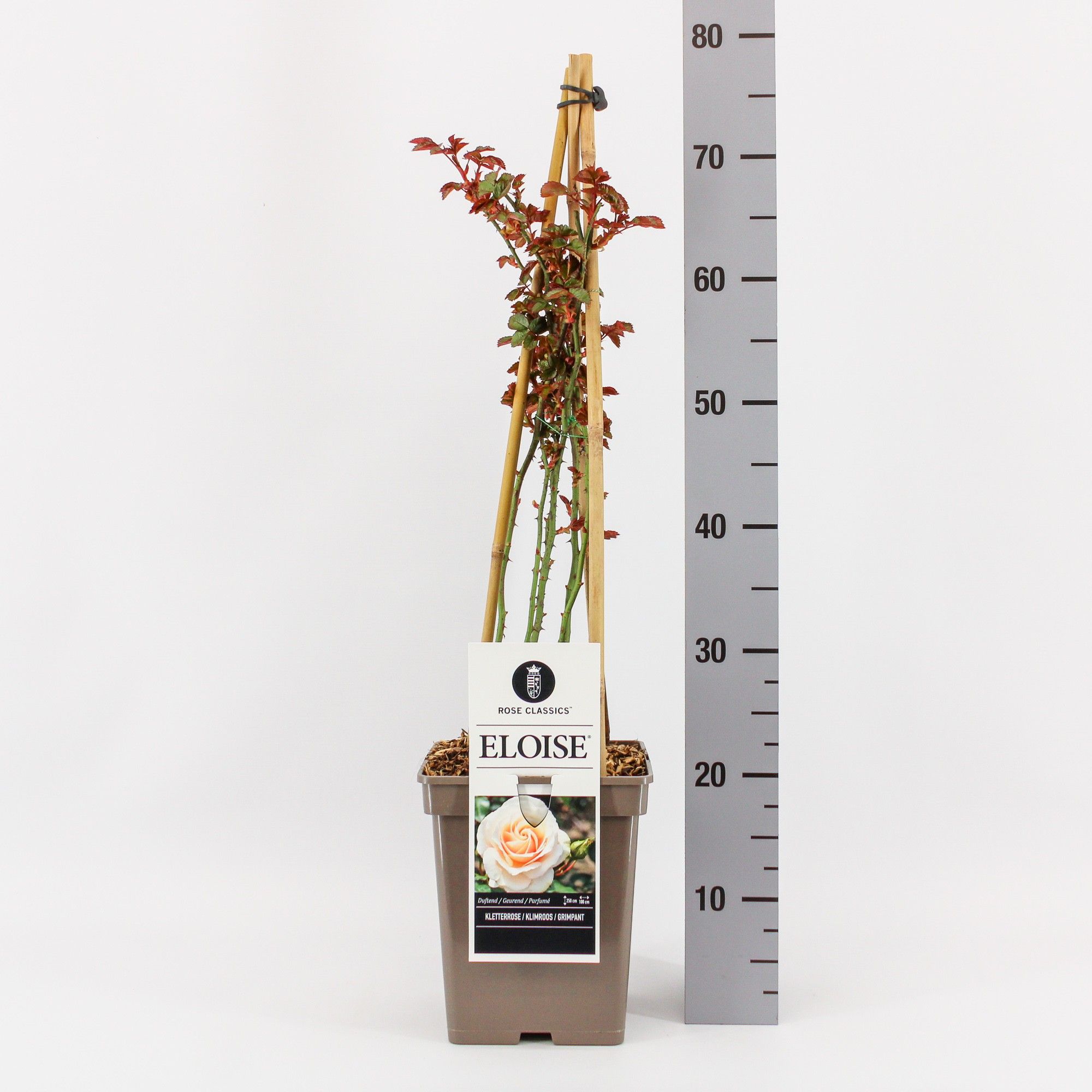 Rosa (K) Eloise ®, C5, 4 stok 90 cm, D 23