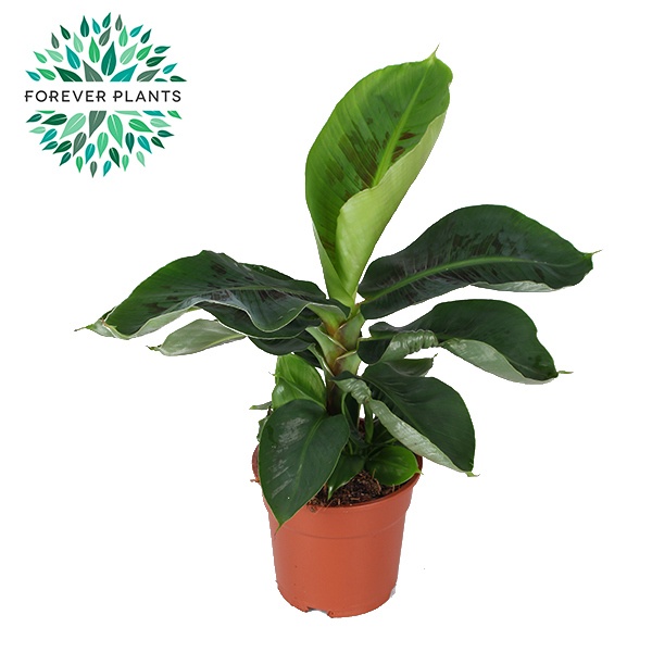 Musa Oriental Dwarf p17, D 17