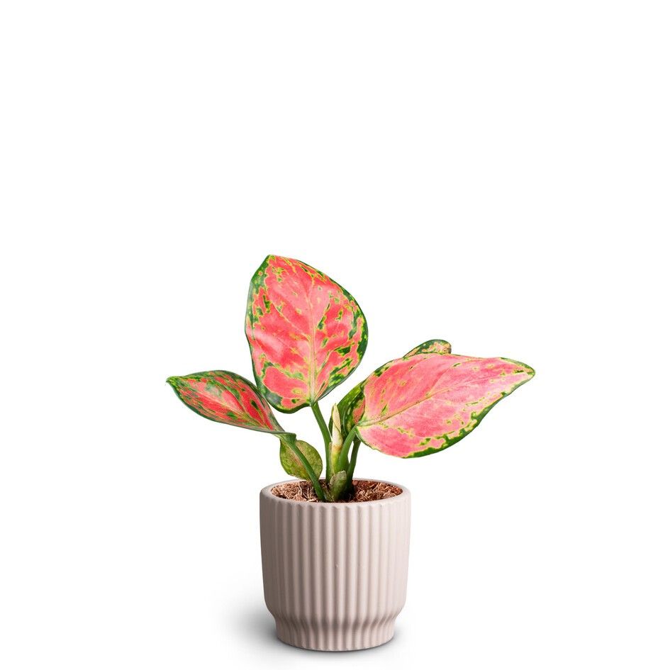 Nordic Lillac, Aglaonema Pinky Promise, D 7