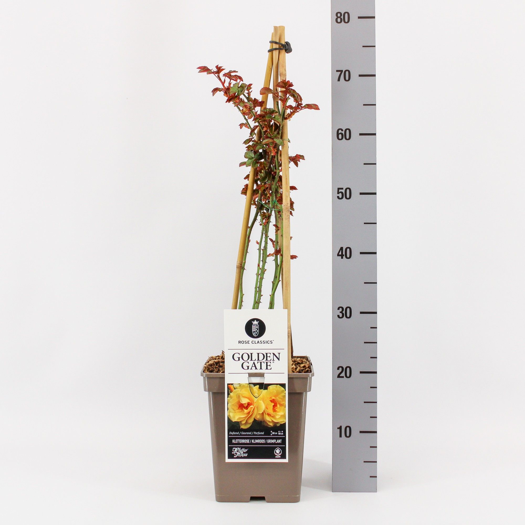 Rosa (K) Golden Gate ®, C5, 4 stok 90 cm, D 23