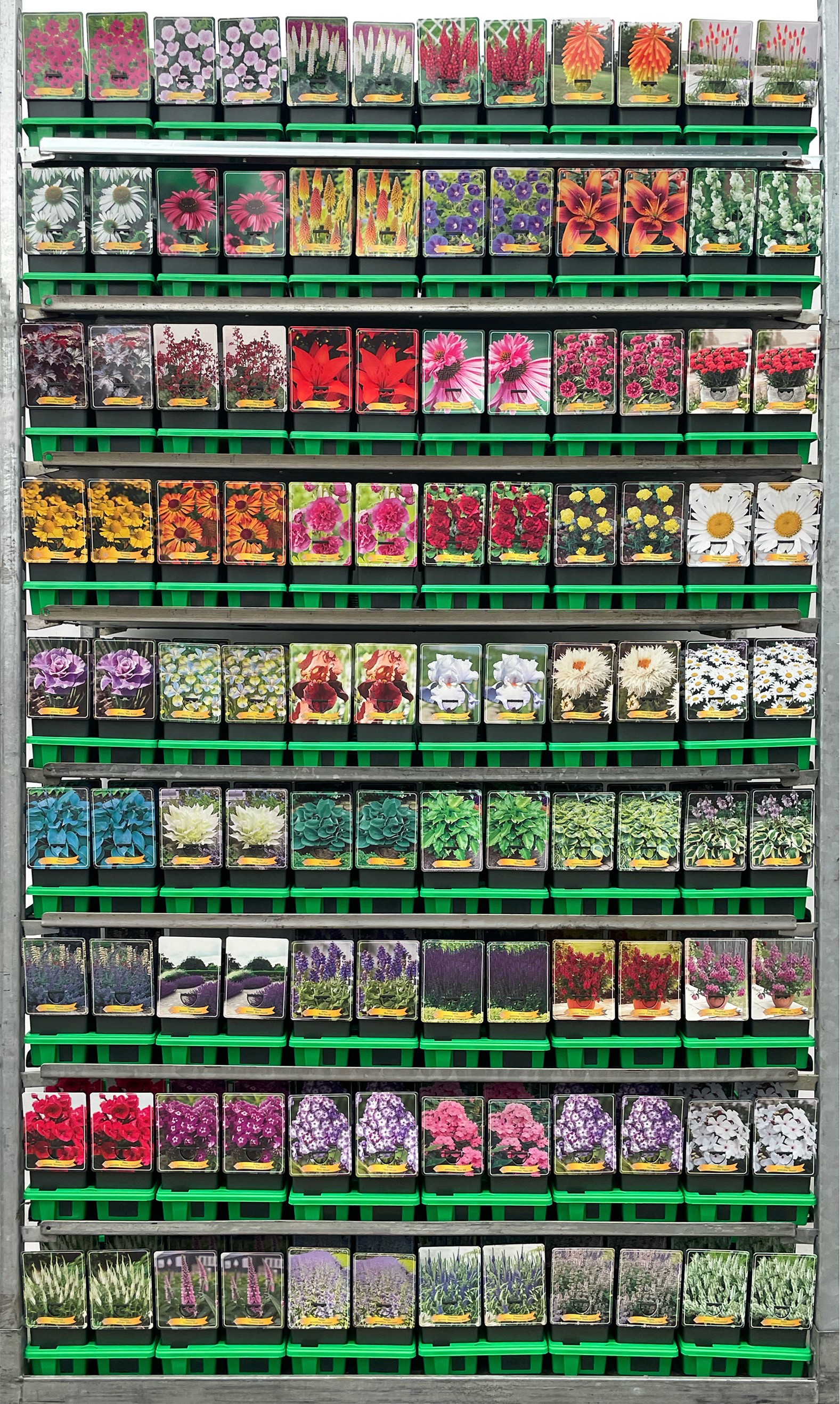 Supersortiment vaste planten mix CC P11, D 11