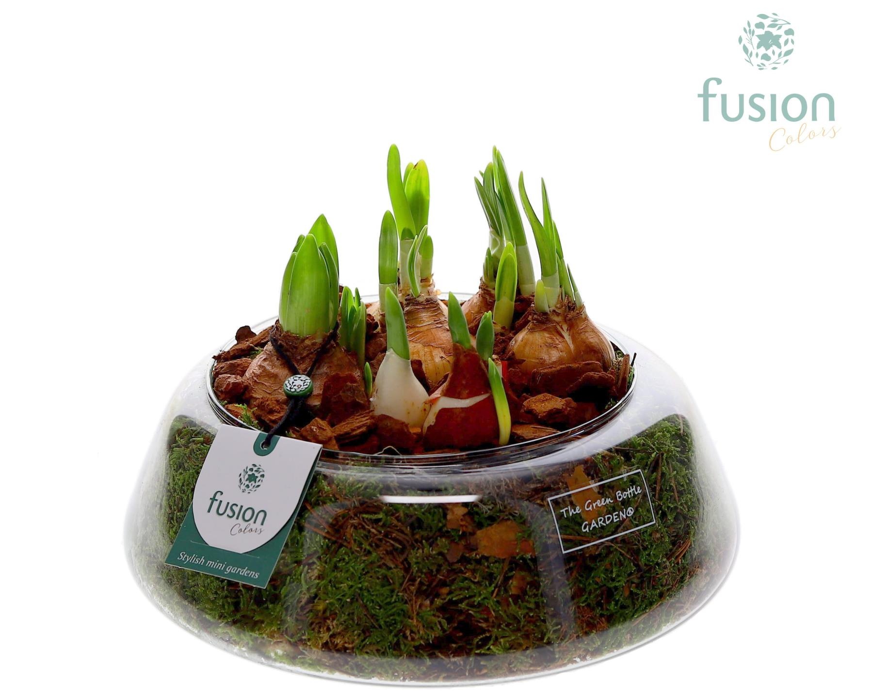 Green Bottle Christel Large met Bollen mix, D 24