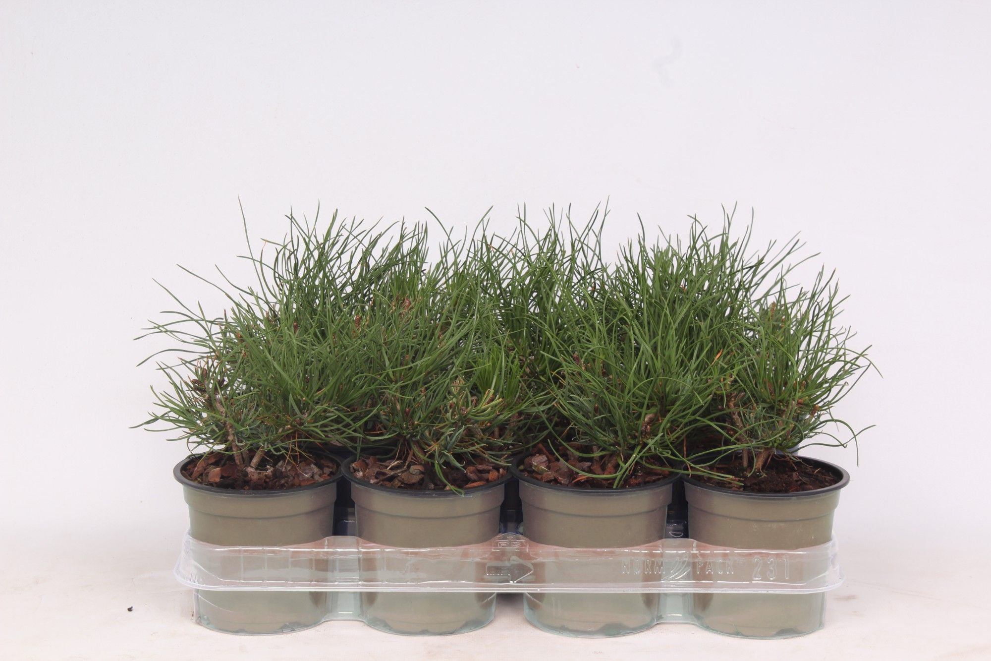 Pinus mugo pumilio, D 11