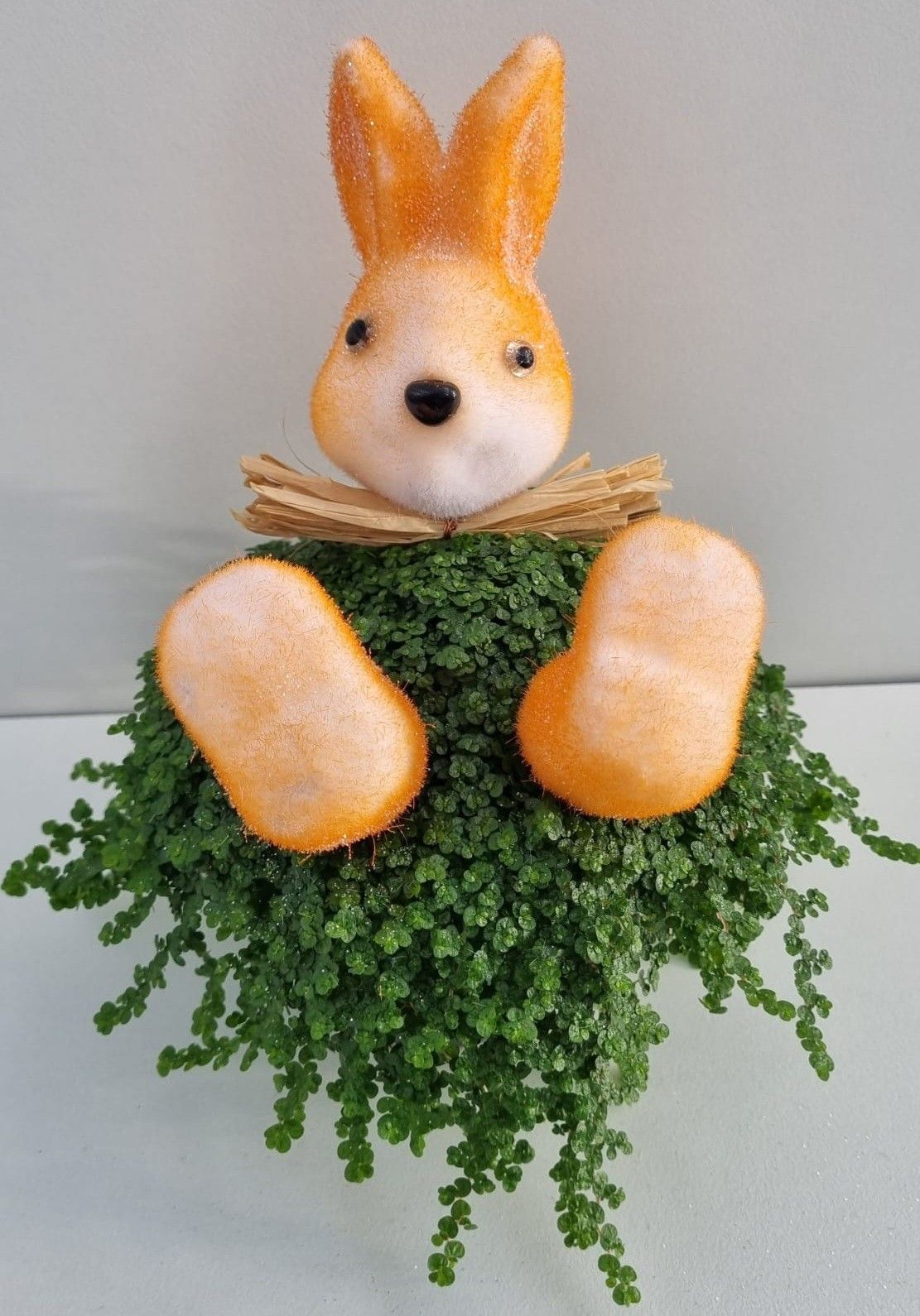 P37 Haas strik oranje, D 11