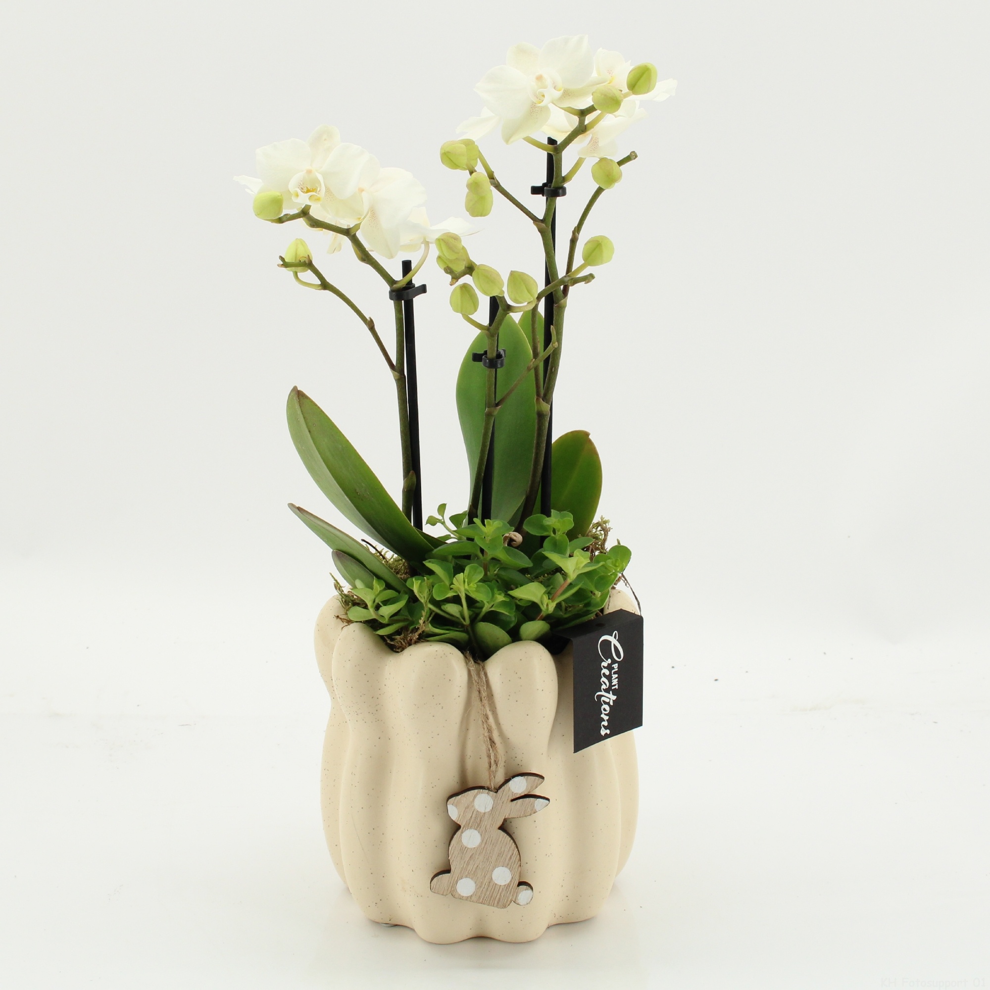 PHALPS-2601W Easter Phalaenopsis, D 14