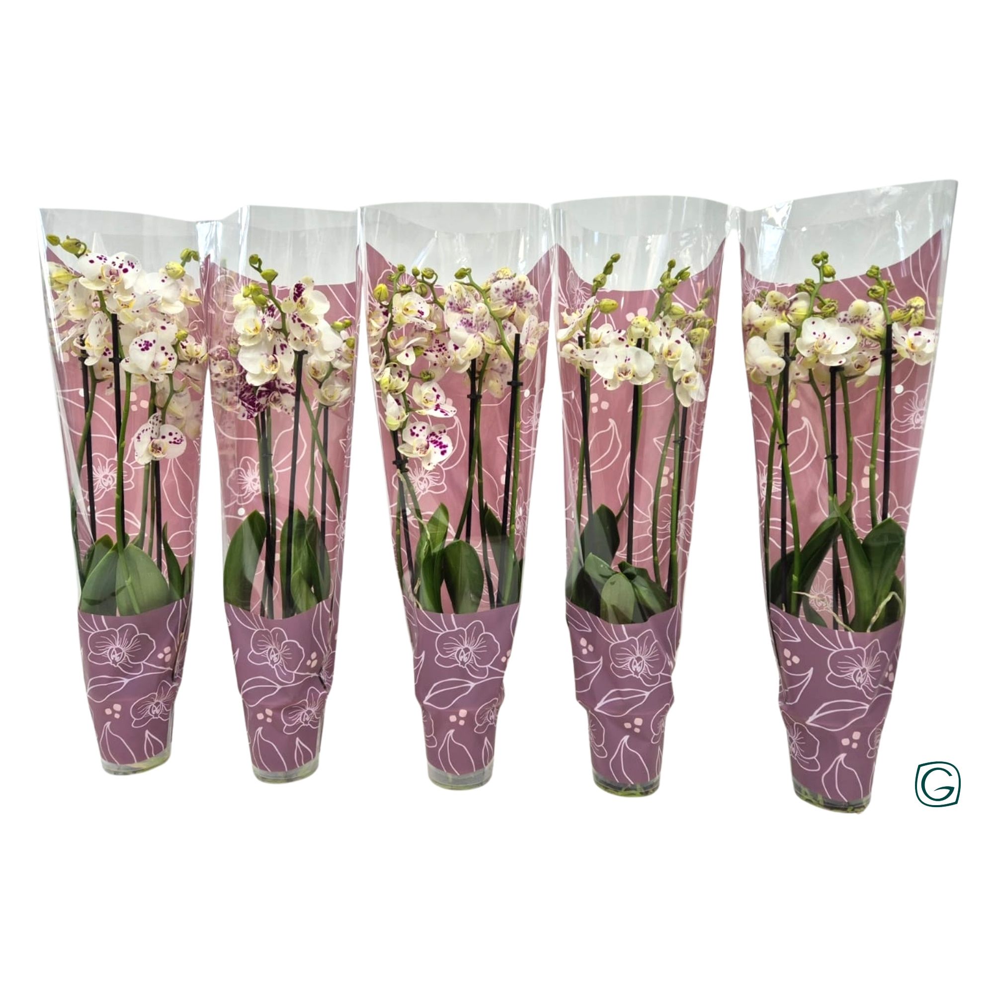 Phal. 3 tk spotted Glamour-pink, D 12