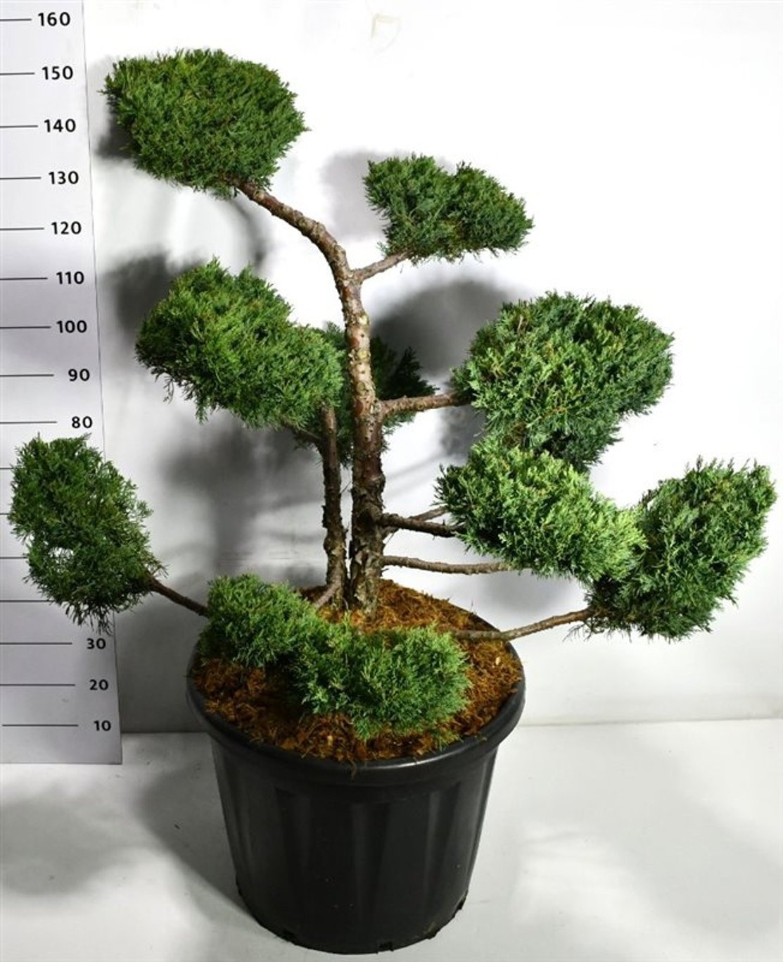 Juniperus pf. 'PfitzerianaCompacta', D 60