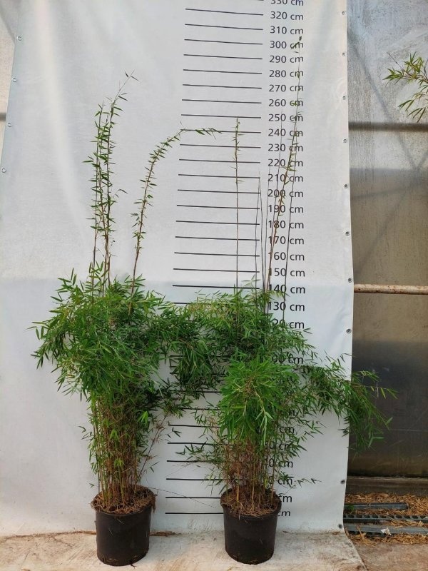 Fargesia 'Jiuzhaigou 1', D 33
