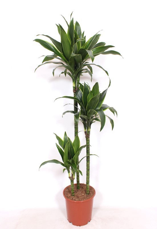 Dracaena Arturo 90-60-30, D 24