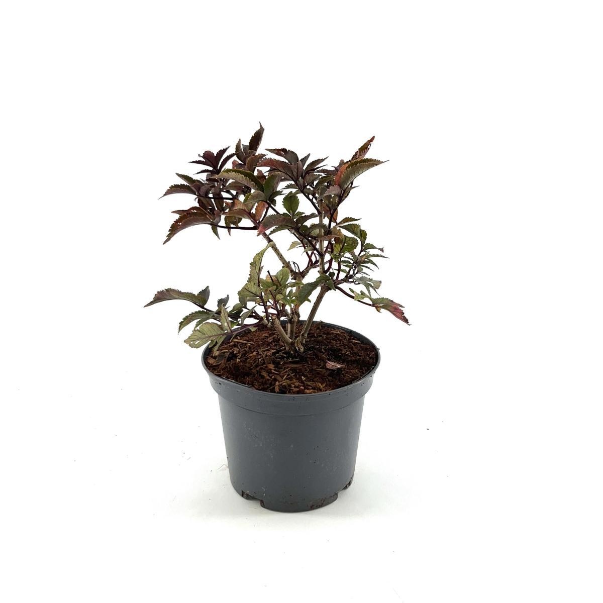 Sambucus nigra Black Tower, D 19