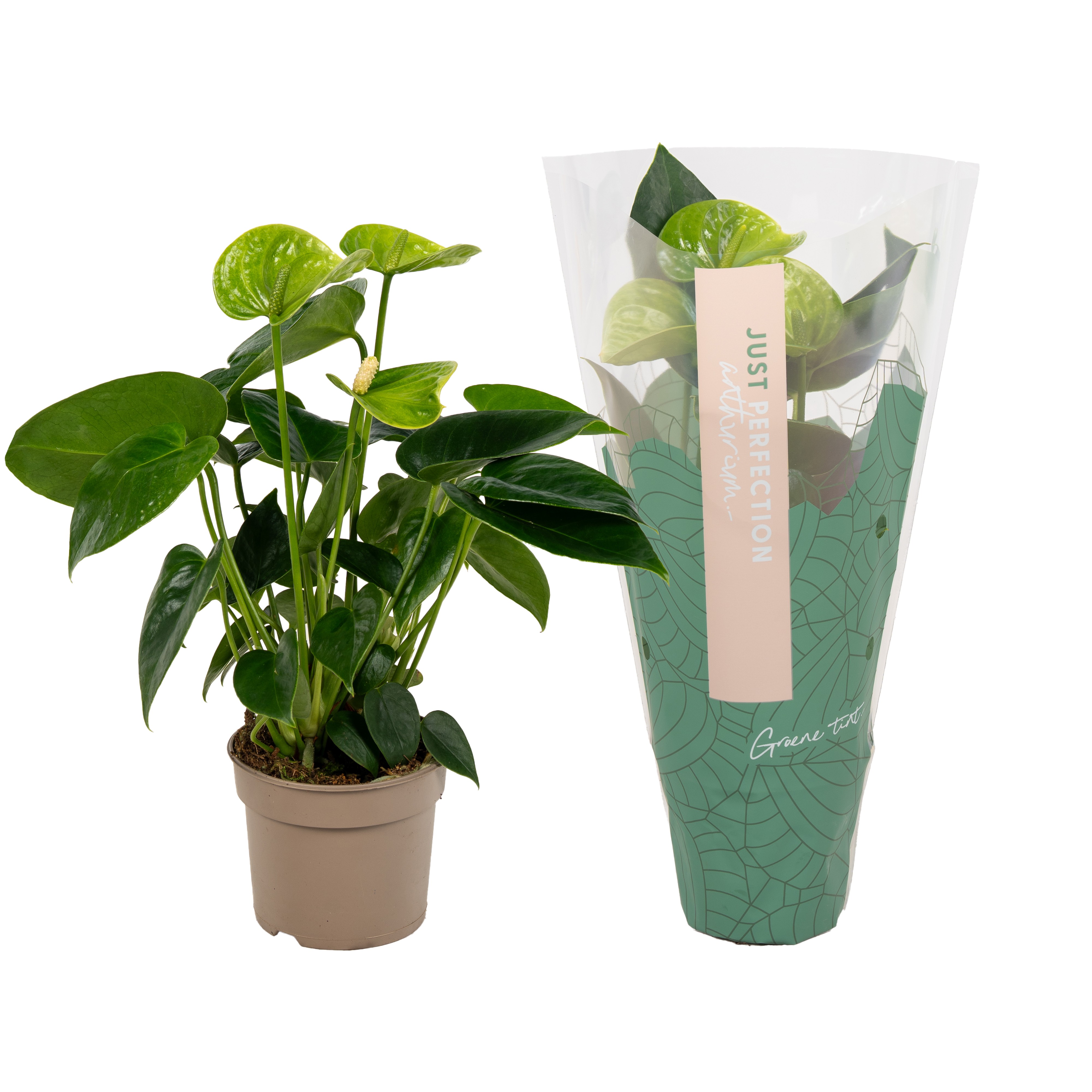 Anthurium Smaragd''Just perfection®'' (XL-Flowers), D 9