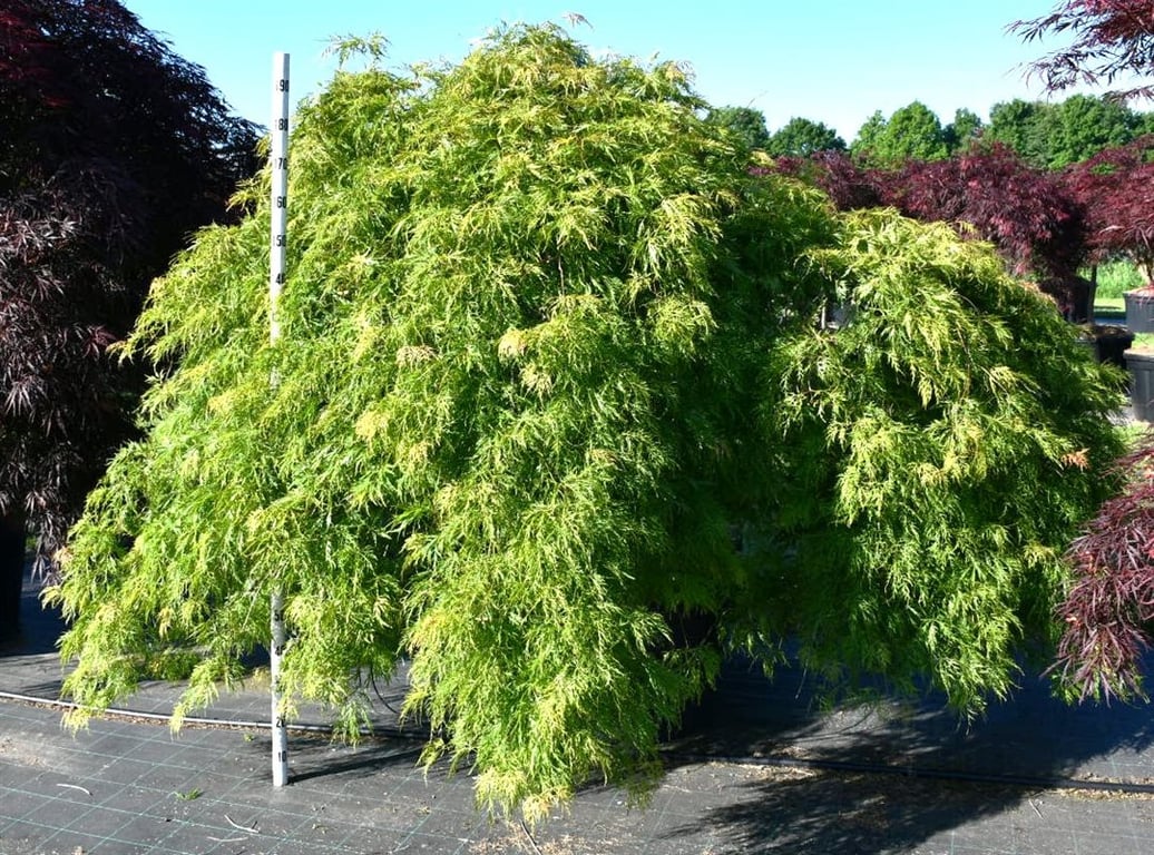 Acer pal. 'Green Lace', D 96