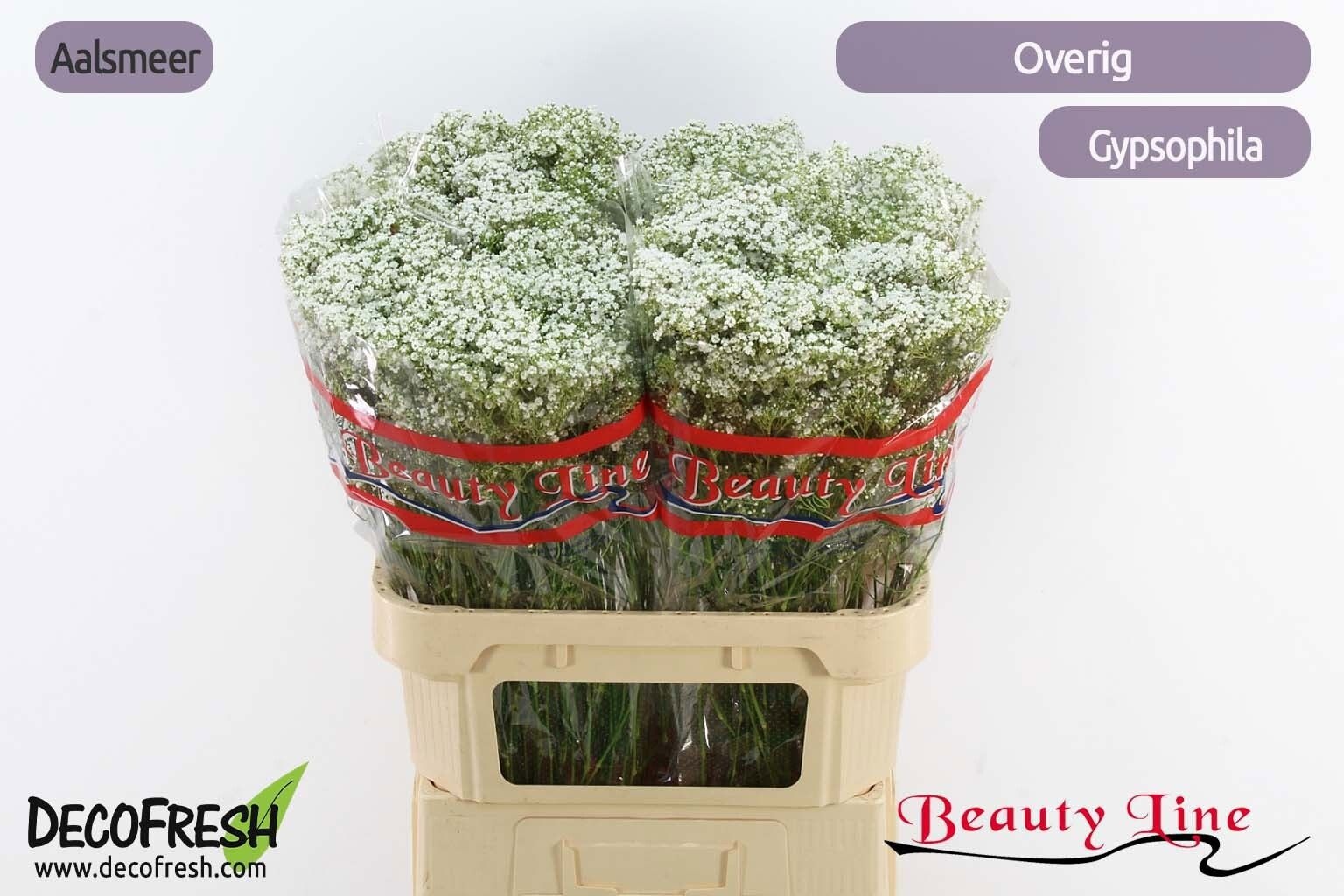 Гипсофила Паникулата Овериг 80, шт.