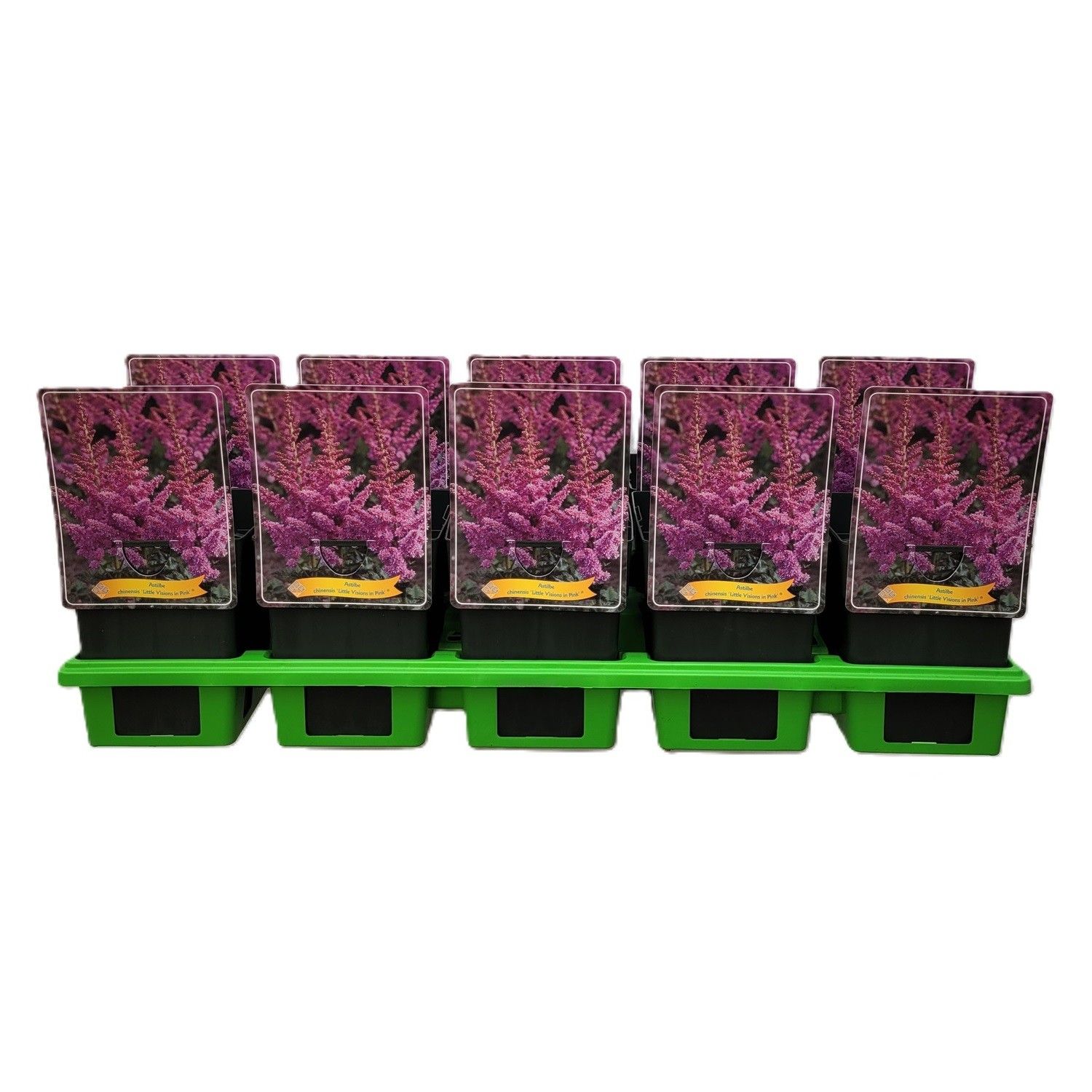 Astilbe Little Visions in Pink P11, D 11