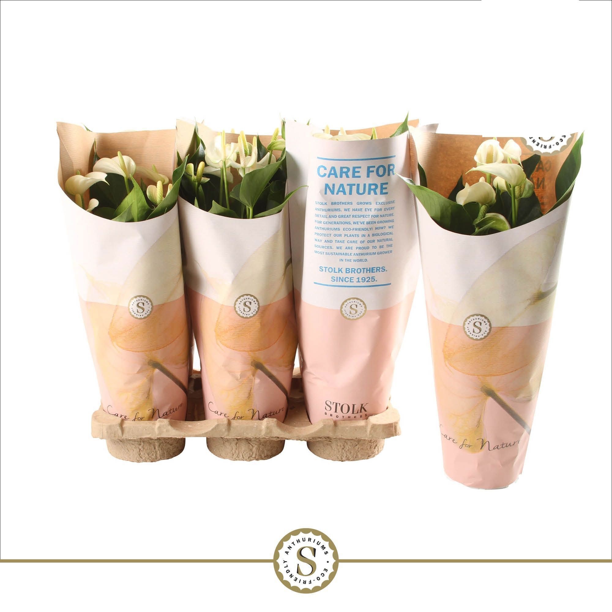 Anthurium White Champion 12cm in papieren hoes, D 12