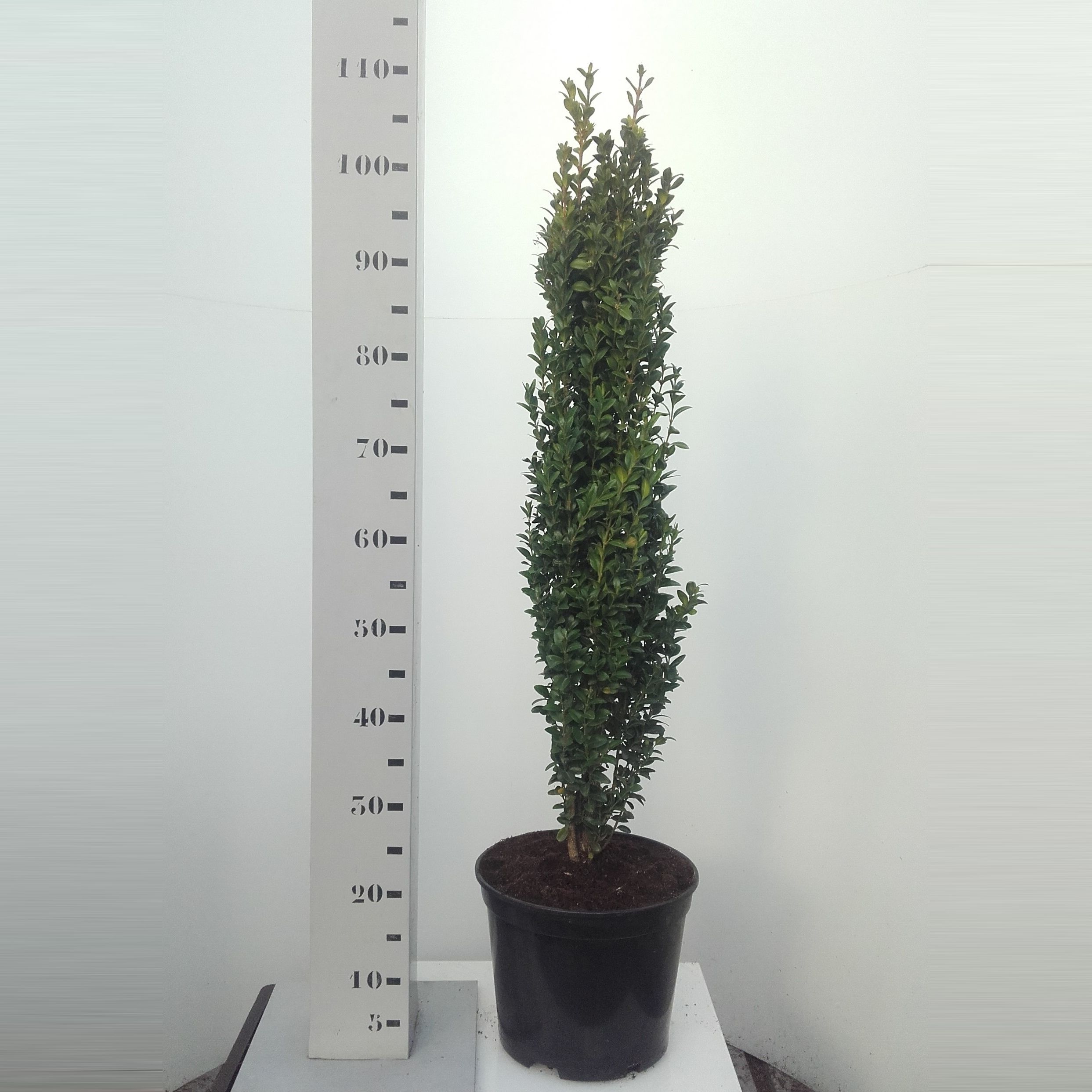 Buxus sempervirens Graham Blandy - 80cm Zuilvorm, D 19