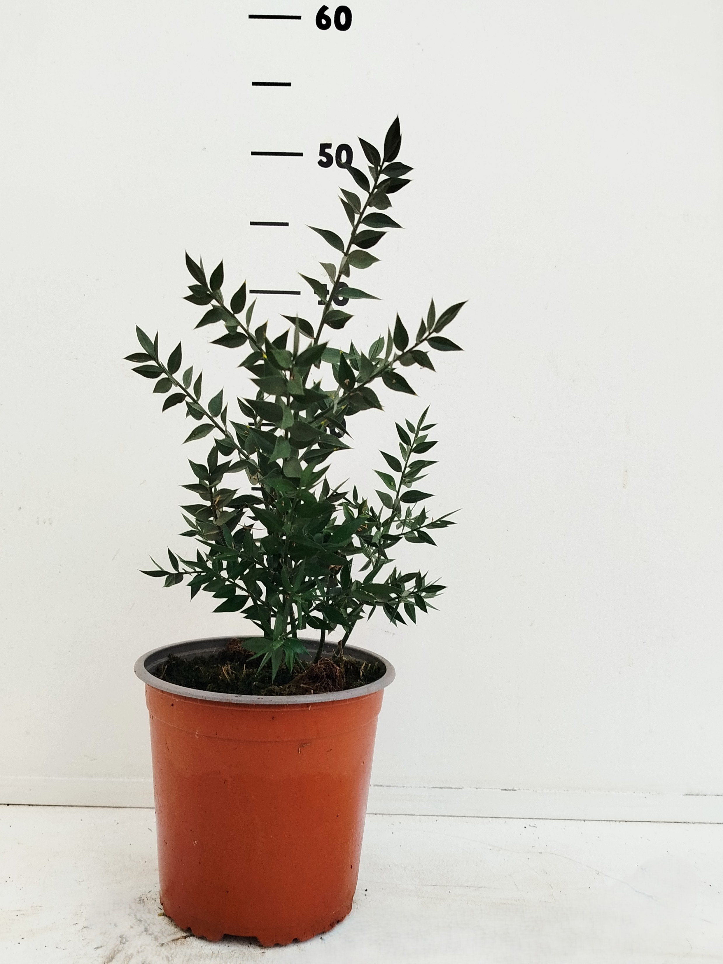 Ruscus aculeatus, D 17