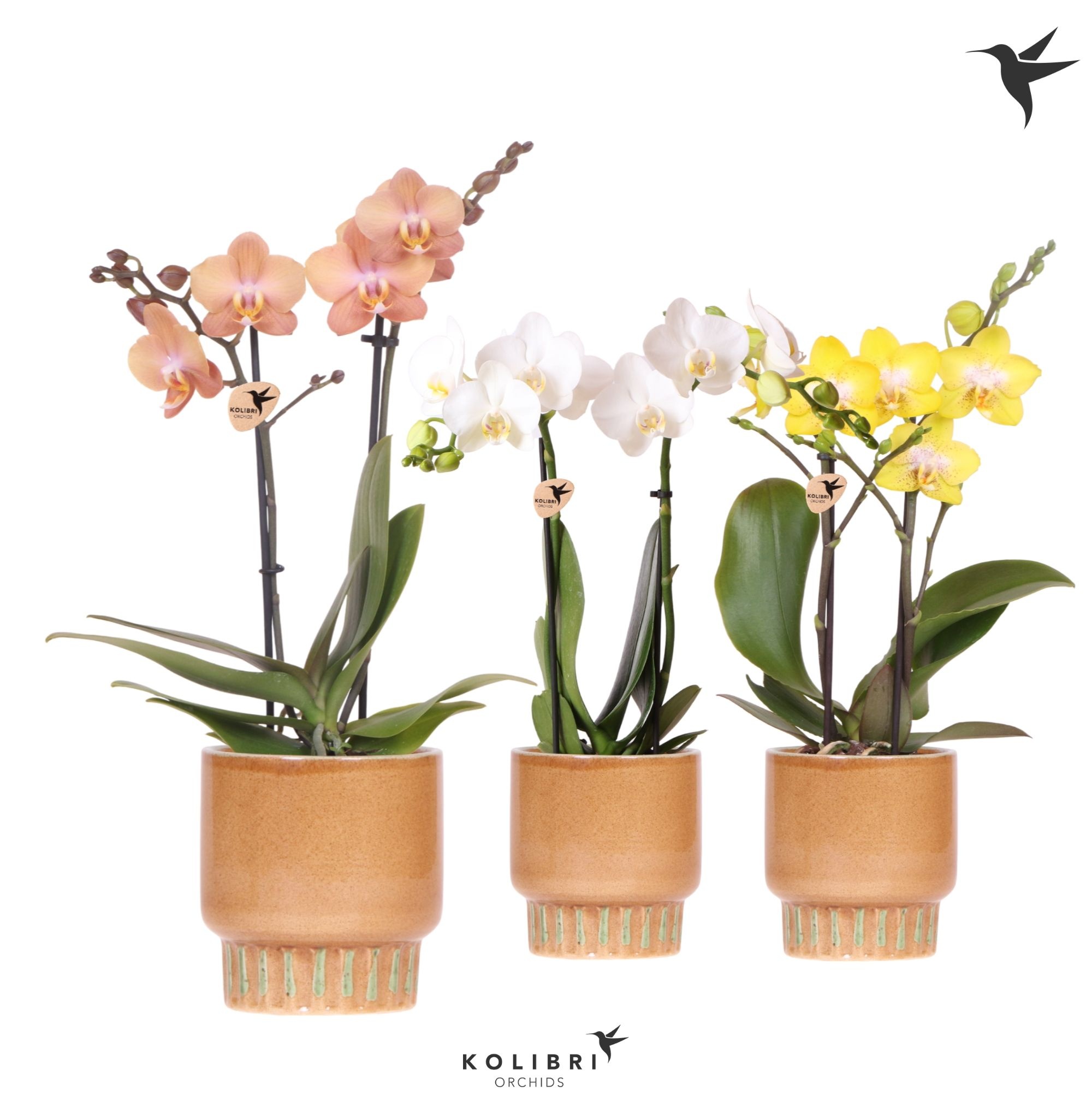 Kolibri Orchids Phalaenopsis mix 2 spike in Bold pot cognac, D 9