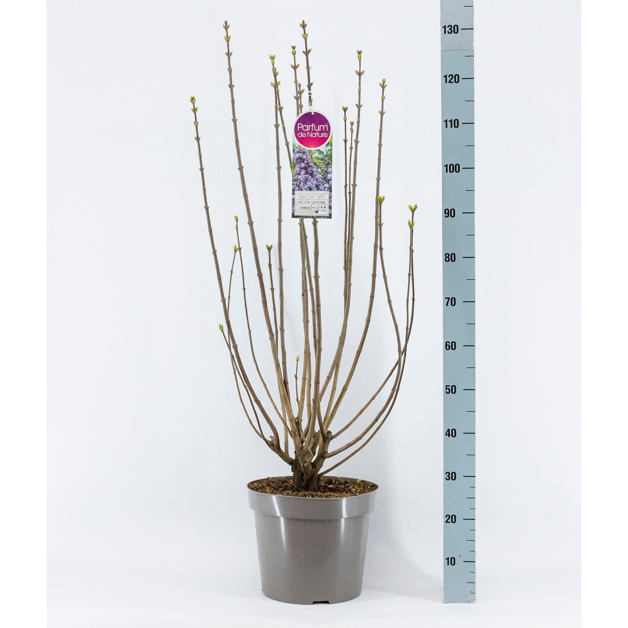 Syringa vul. Victor Lemoine, 3-jarig, C15 Solitair, D 32