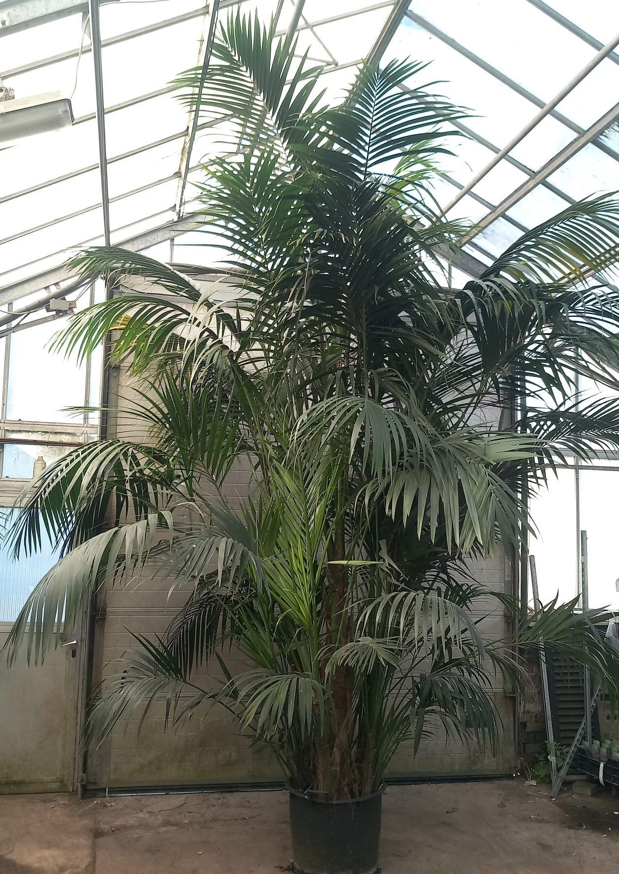 Howea forsteriana, D 50