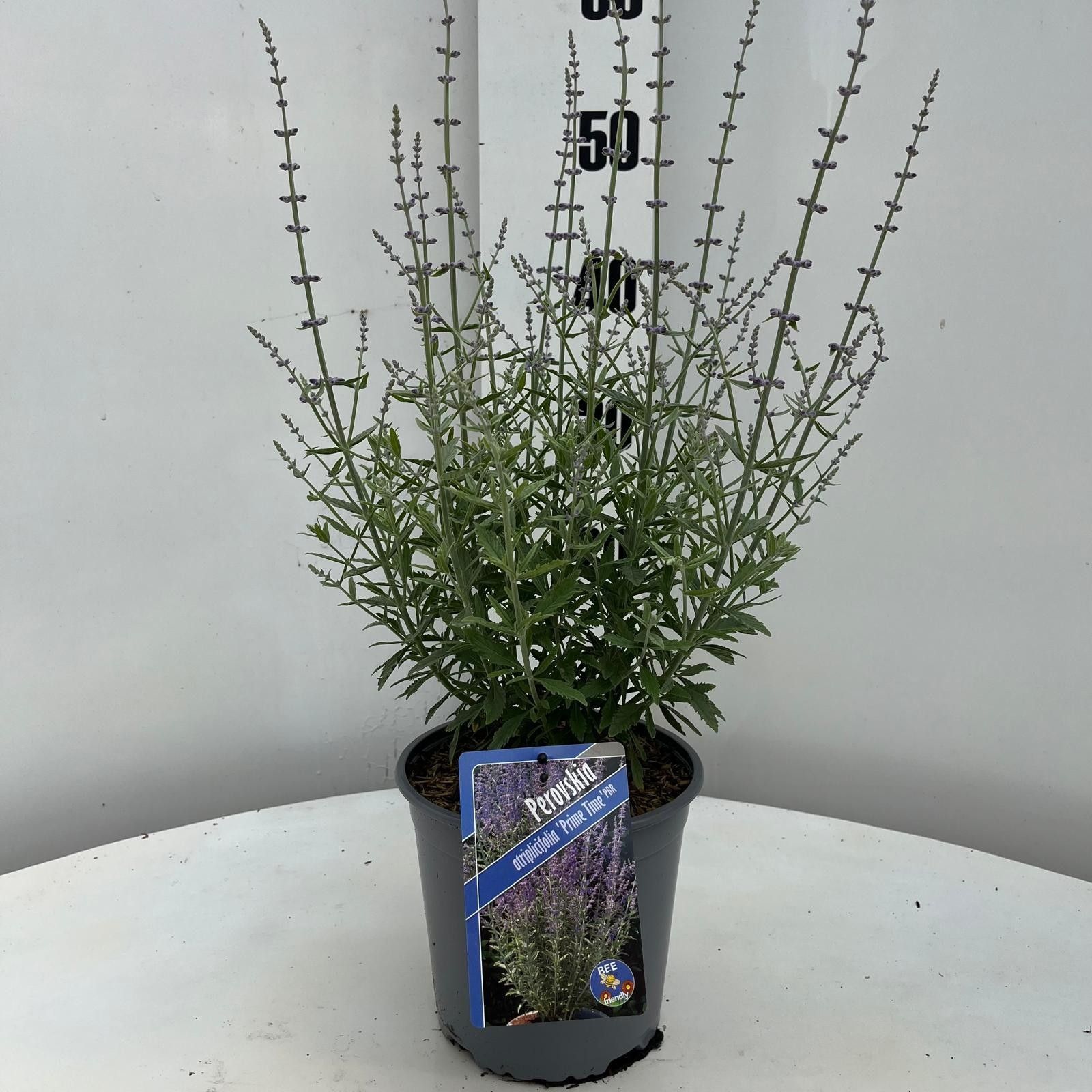 Perovskia atriplicifolia 'Prime Time' PBR, D 17
