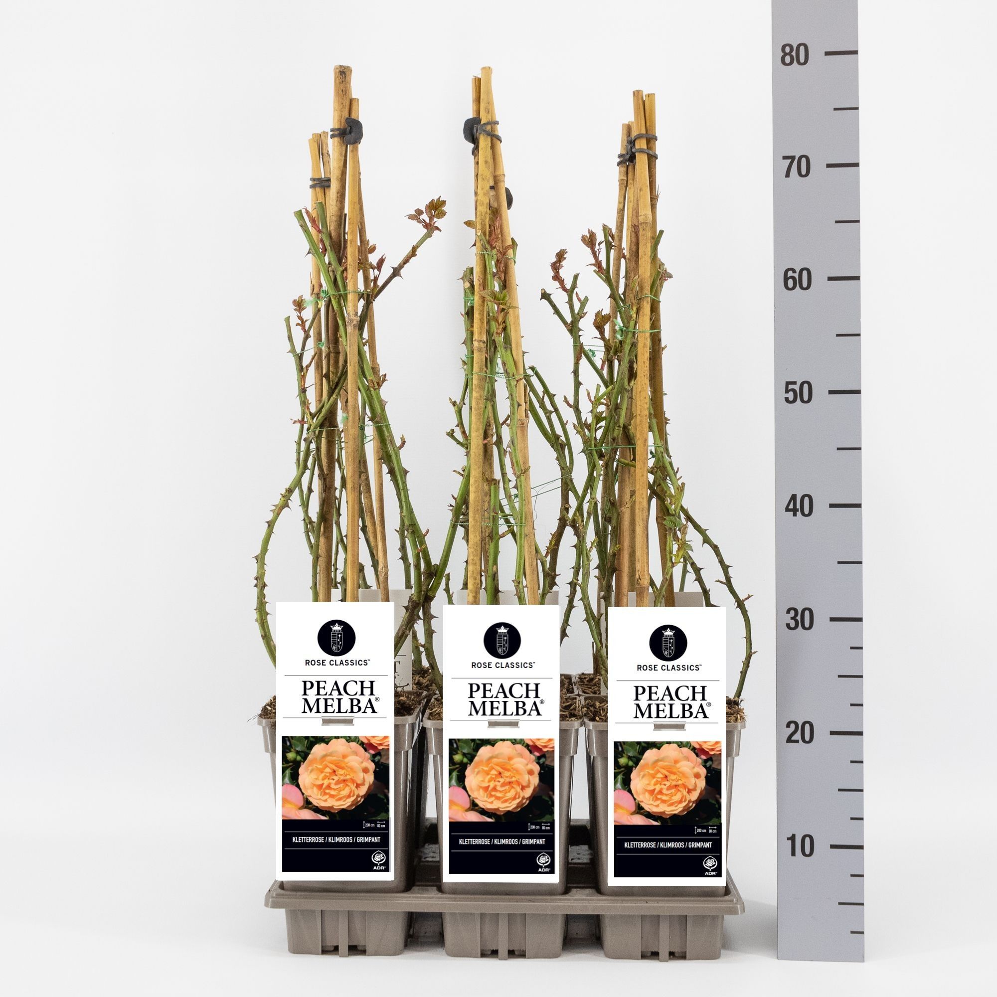 Rosa (K) Peach Melba ®, C3, 3 stok 75cm, D 17