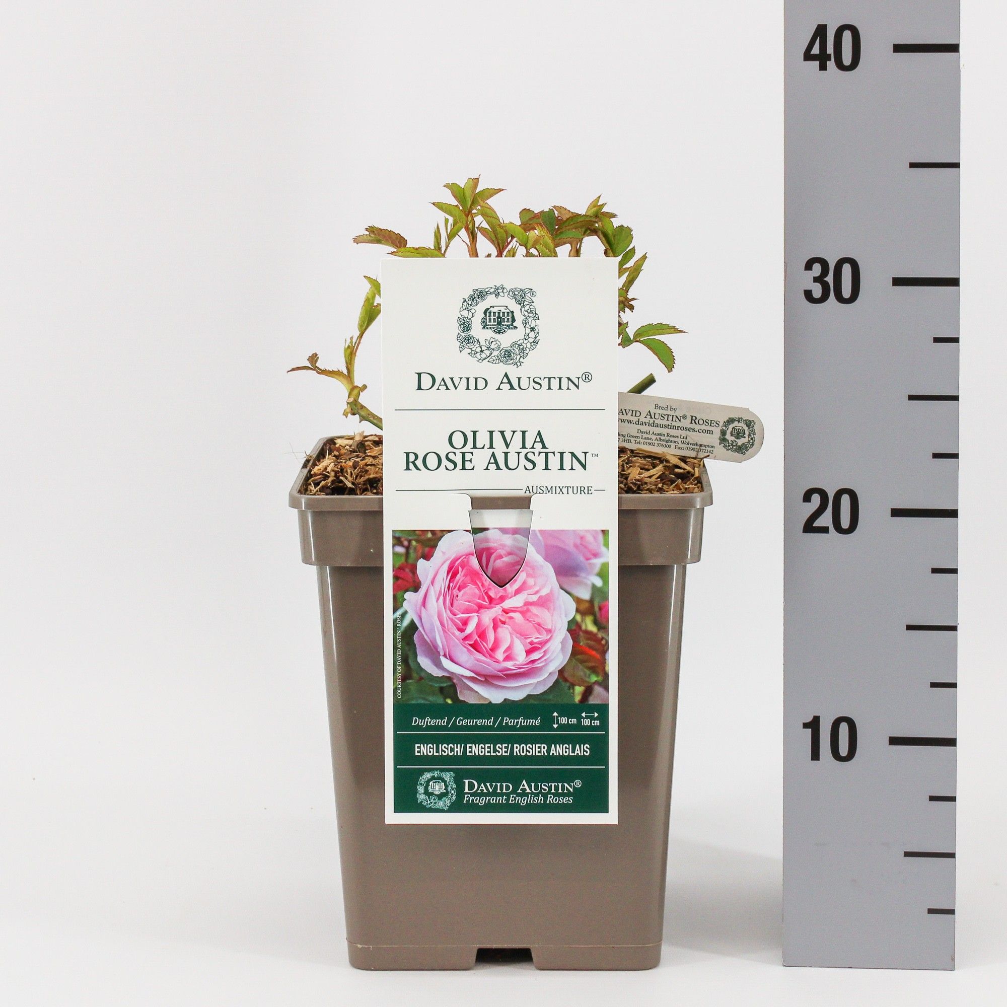 Rosa (Aus) Olivia Rose Austin ®, C5, D 23