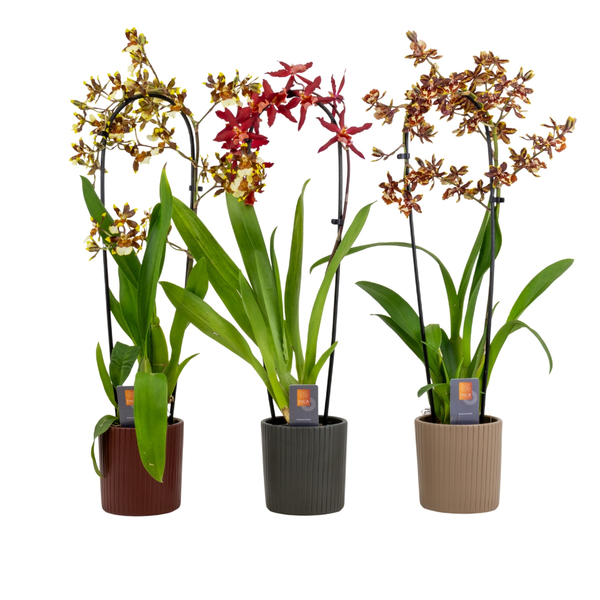 Inca Cambria mix cascade XL 9cm in Eva ceramics, D 9