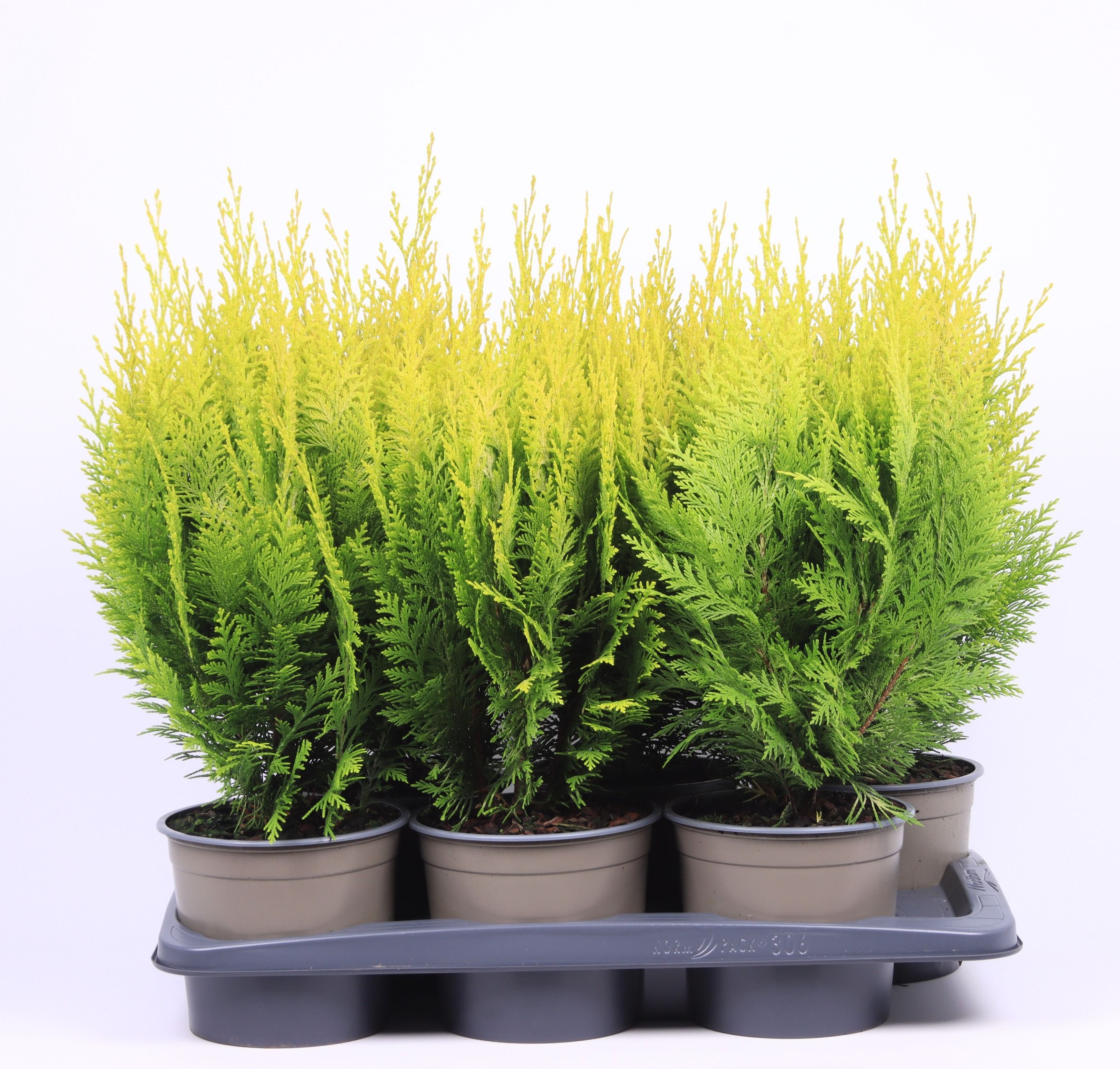 Chamaecyparis lawsoniana 'Ivonne', D 17