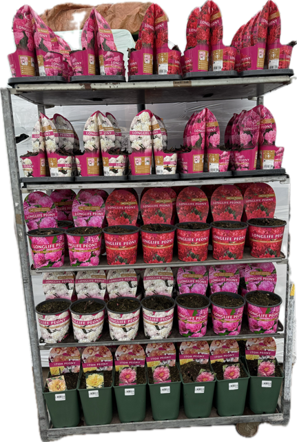 Inrij actie MixCC, D 19