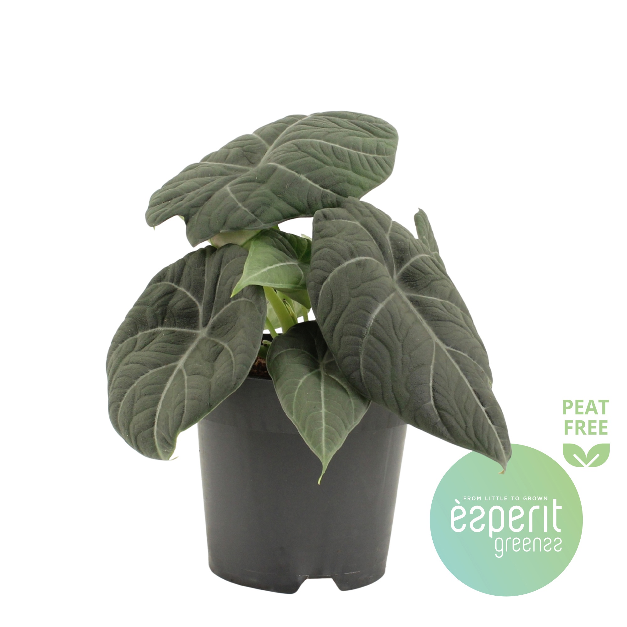 Alocasia Grey Dragon, D 14