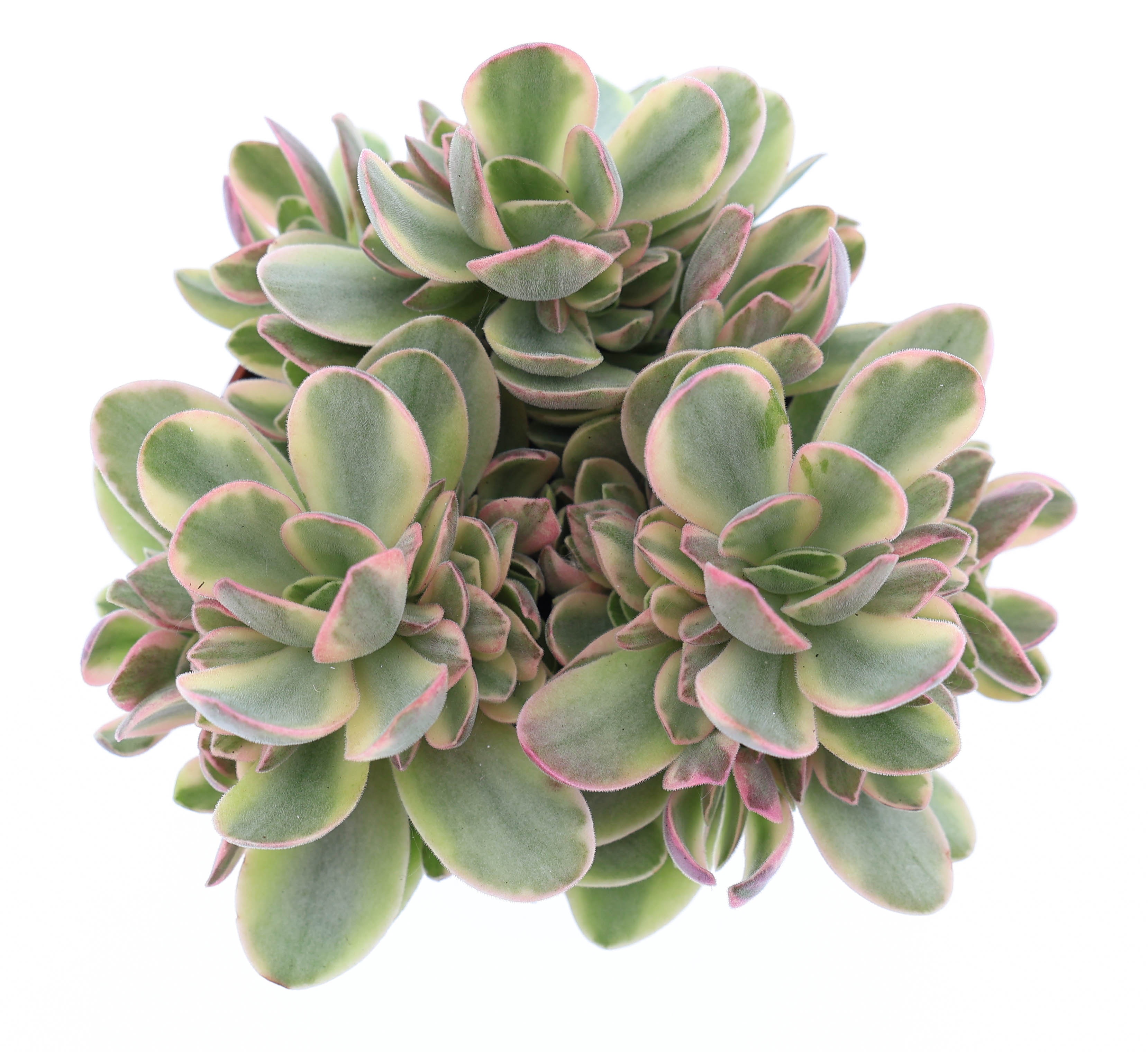 Crassula Moneymaker, D 8,5