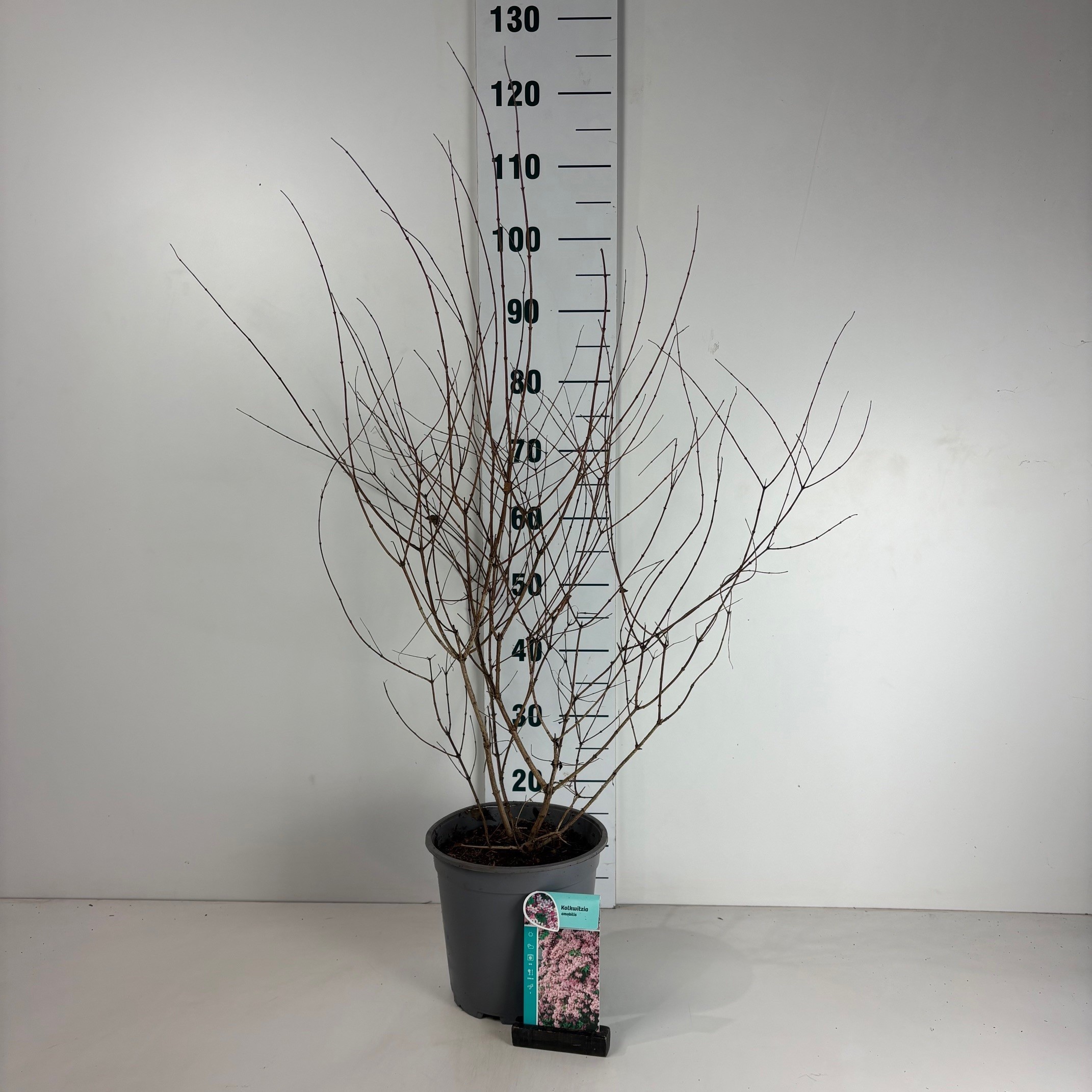 Kolkwitzia amabilis, D 24