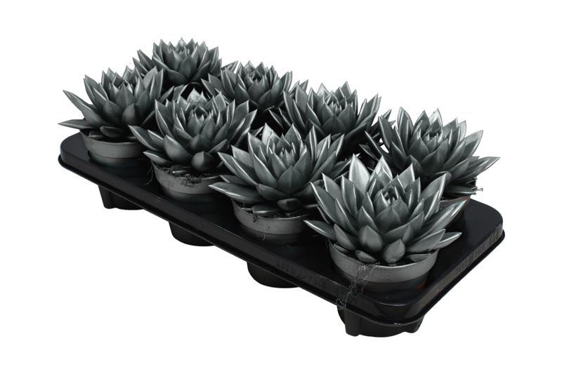 Miranda coloured metallic grey, D 12