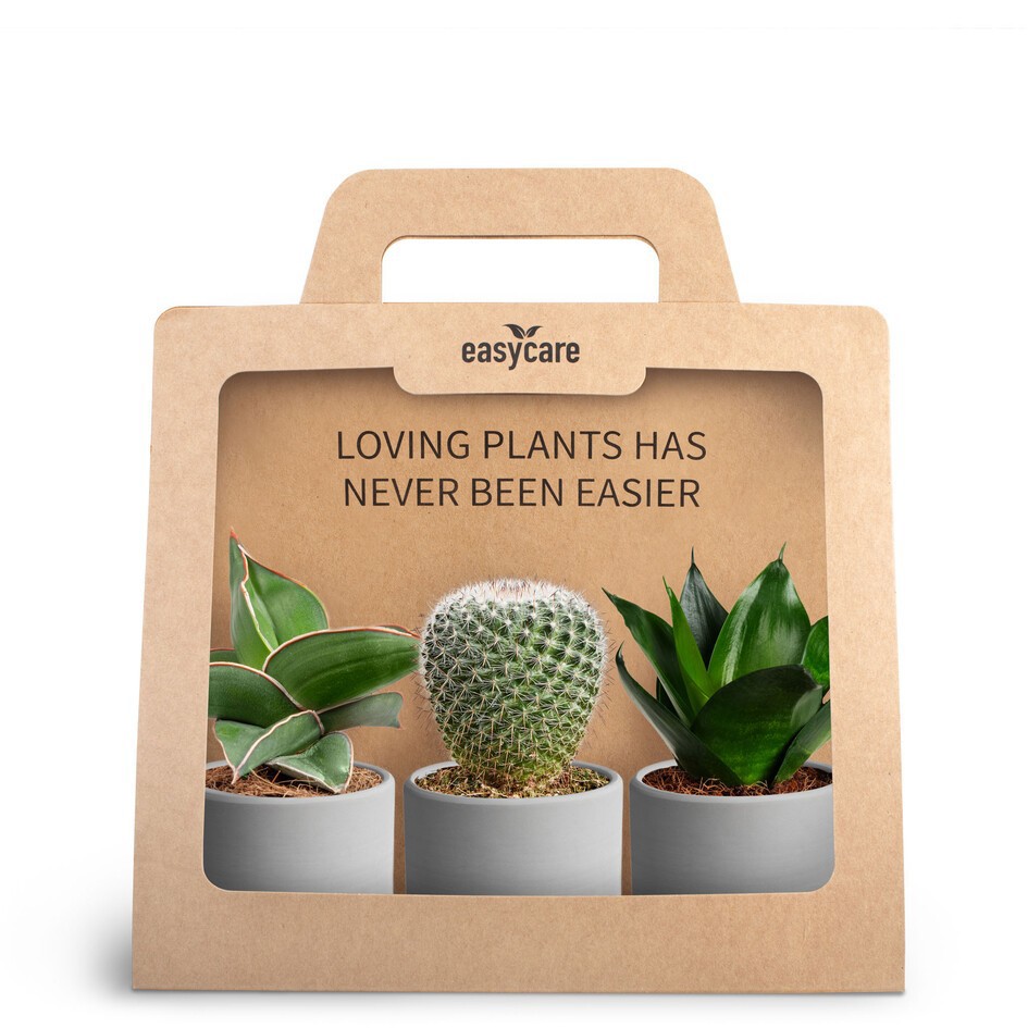 GREEN PLANTS MIX 30690130 3-Pack Raw Grey, D 7