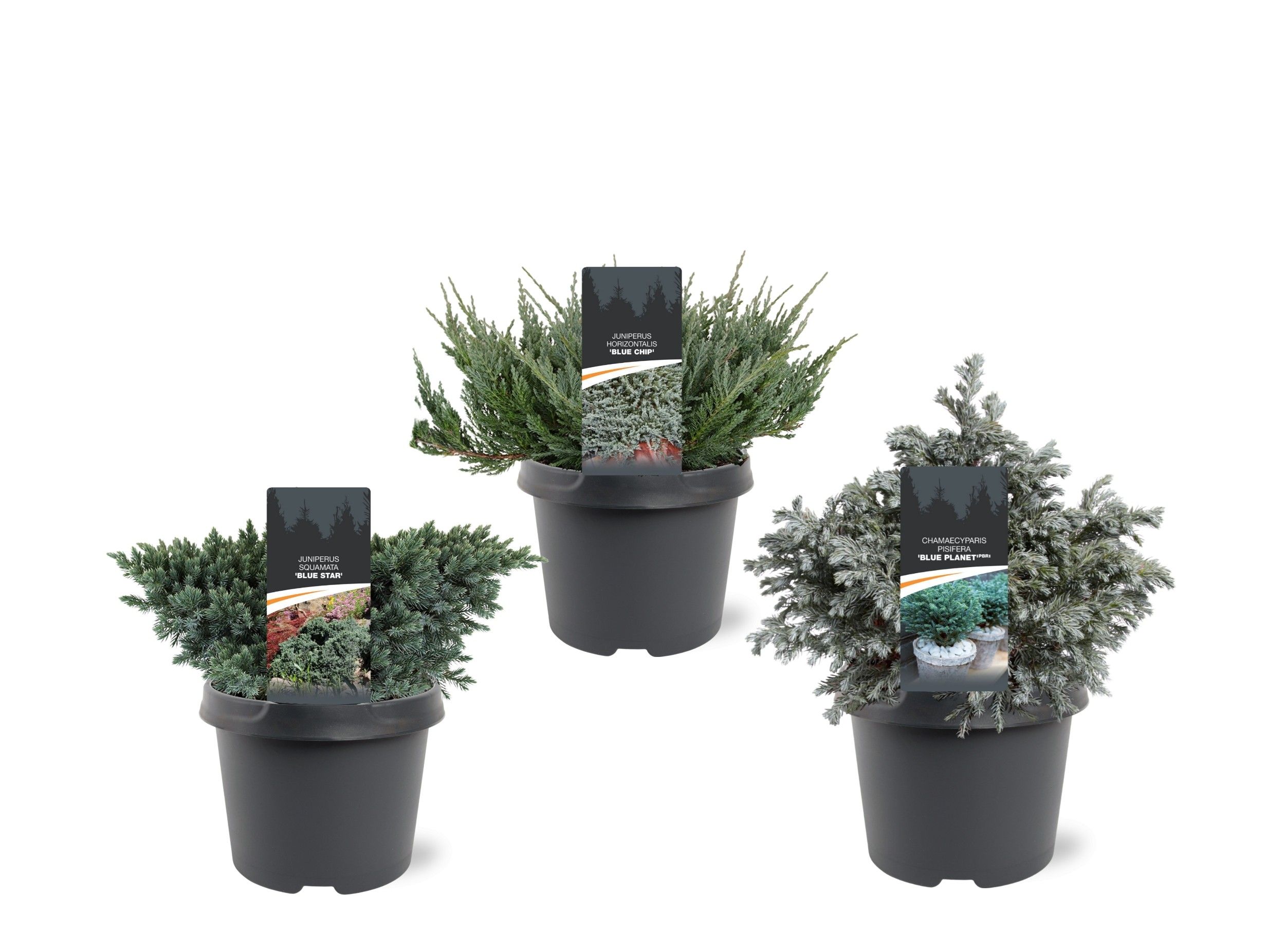 Coniferen Blue mix, D 19