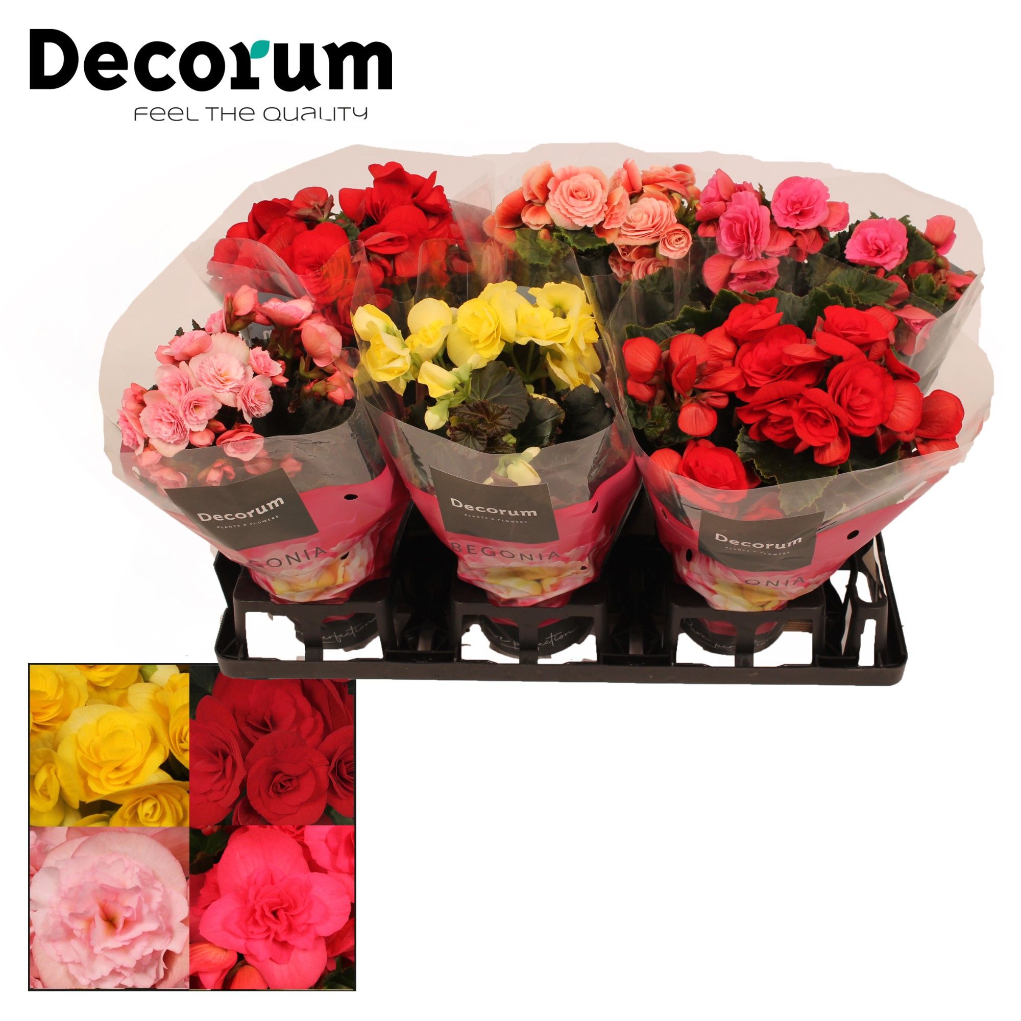 Begonia Mix 13 cm in Floratino, D 13