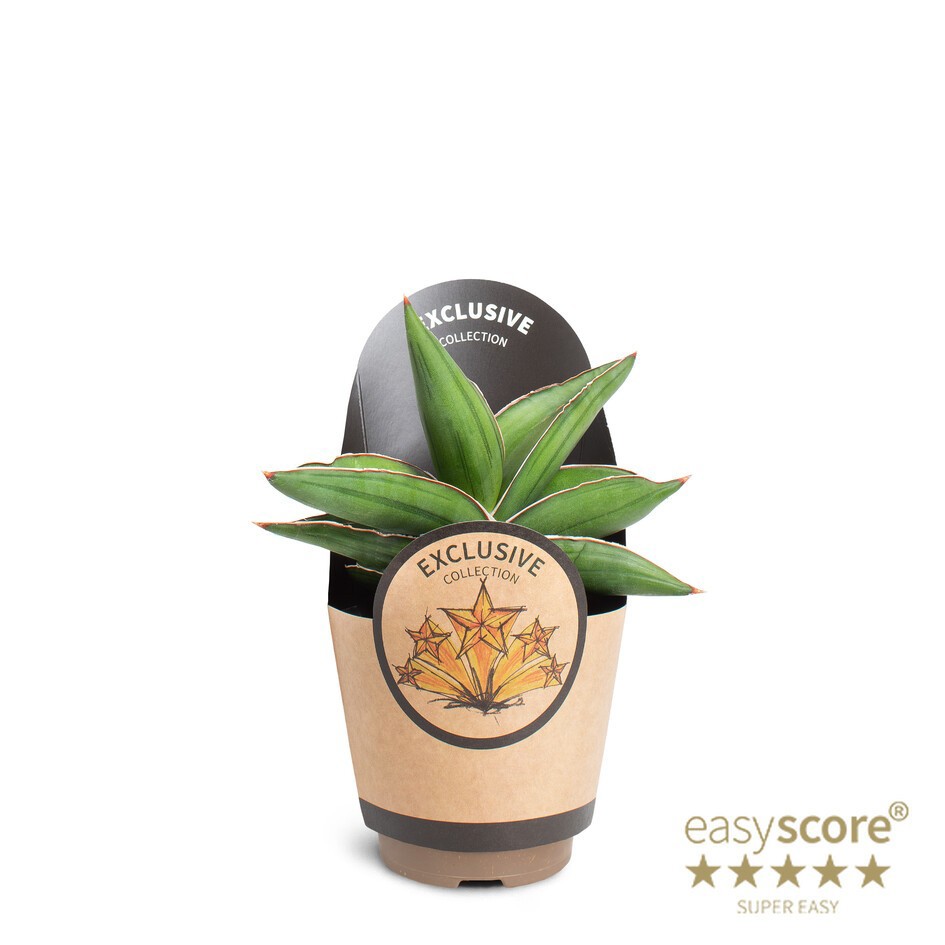 SANSEVIERIA EHRENBERGII 'SAMURAI DWARF', D 11