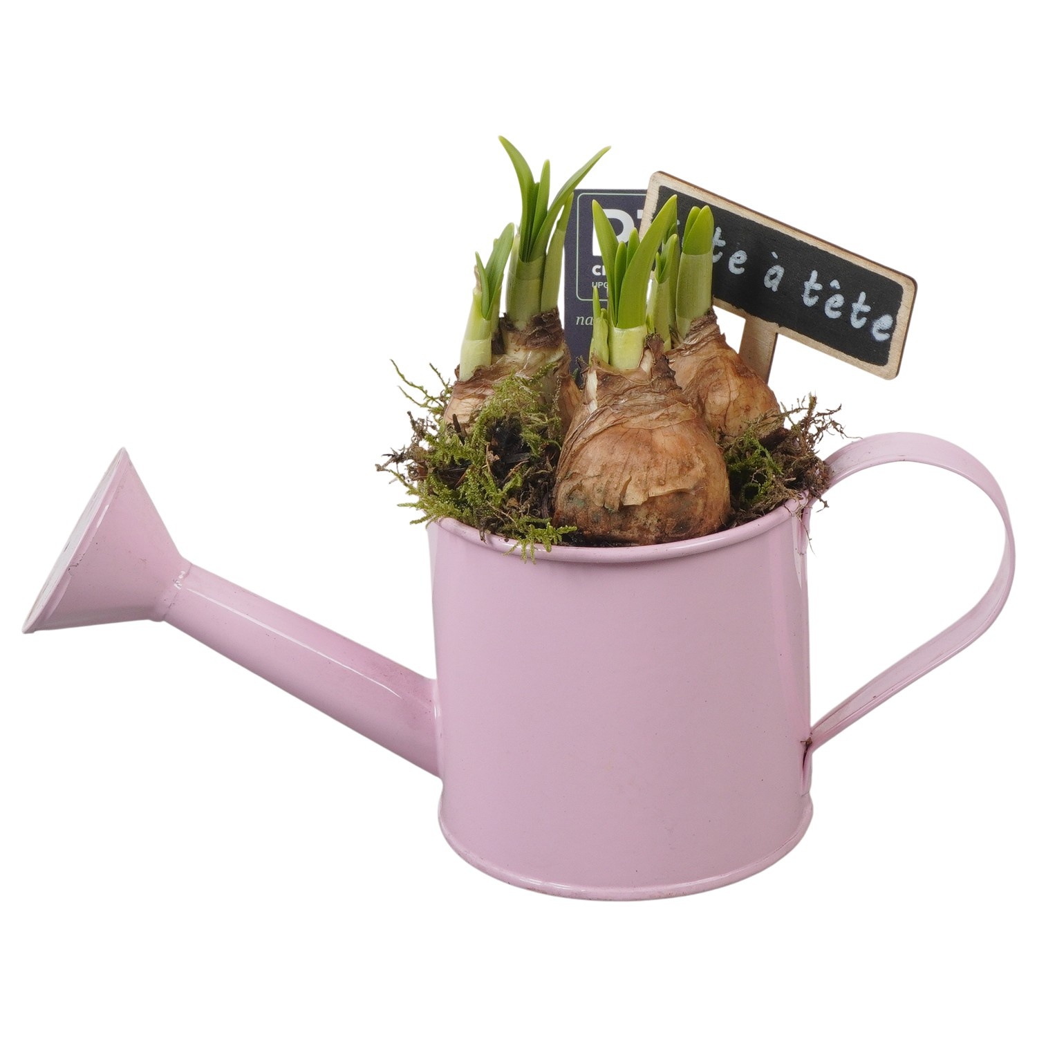 PTN8540 Arrangement Narcissus in zink gieter, D 9