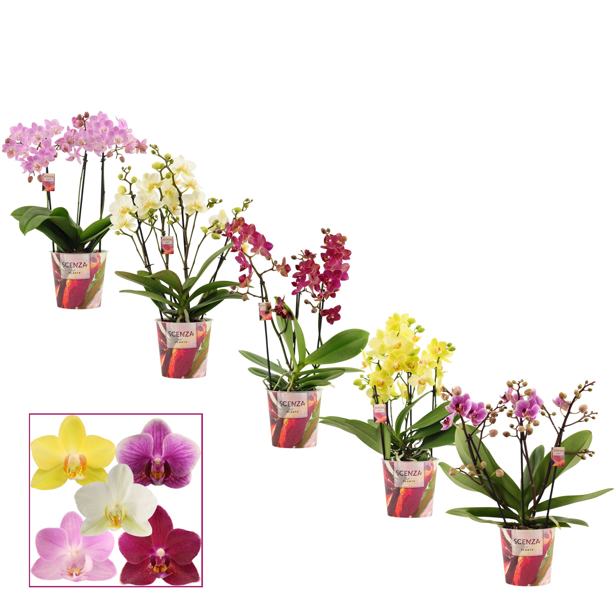 Phalaenopsis dazzling melange 3-4 tak (Scenza), D 12