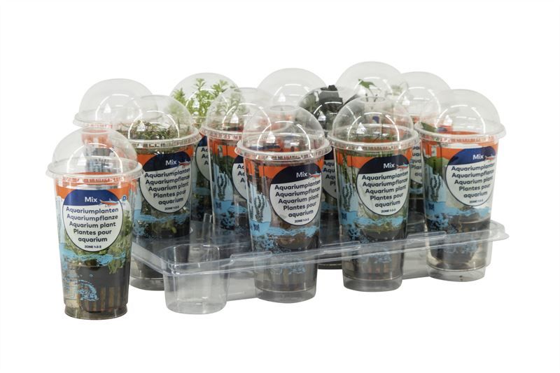 Aquarium planten (Beker SMALL), D 10