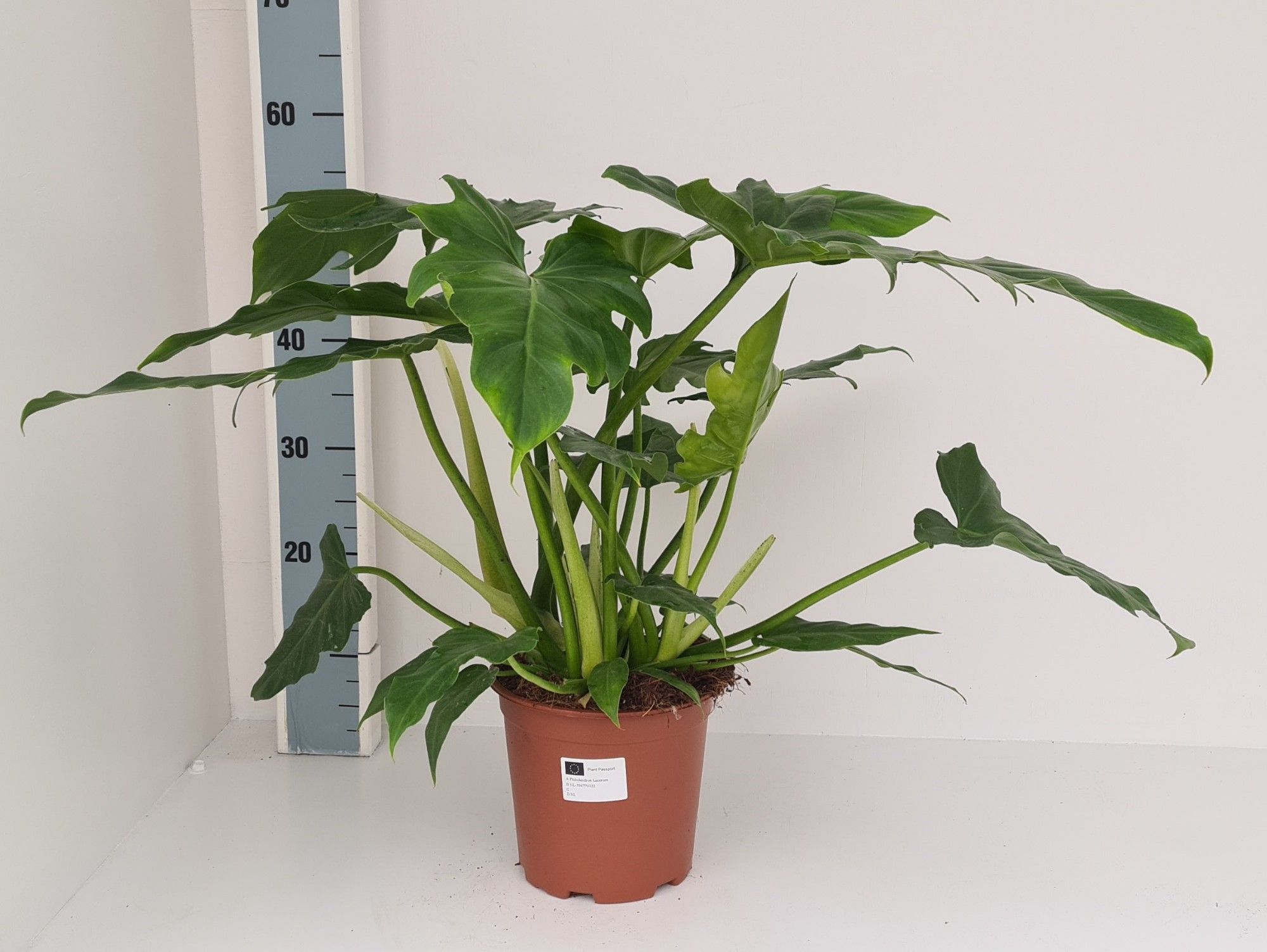 Philodendron Lacerum, D 19