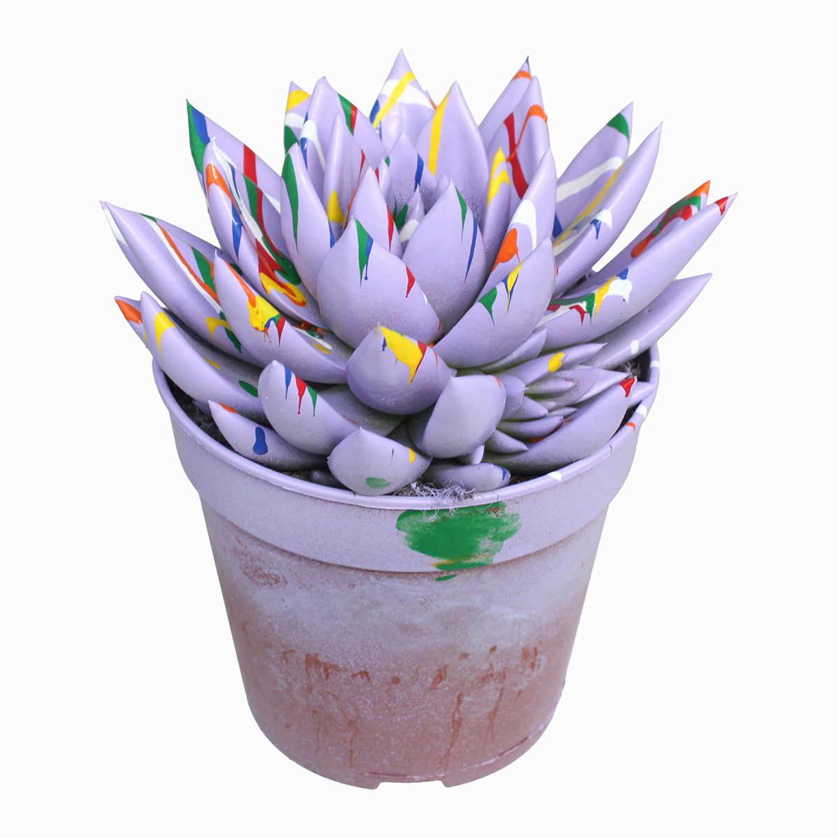 Miranda coloured Splash pastel purple, D 12