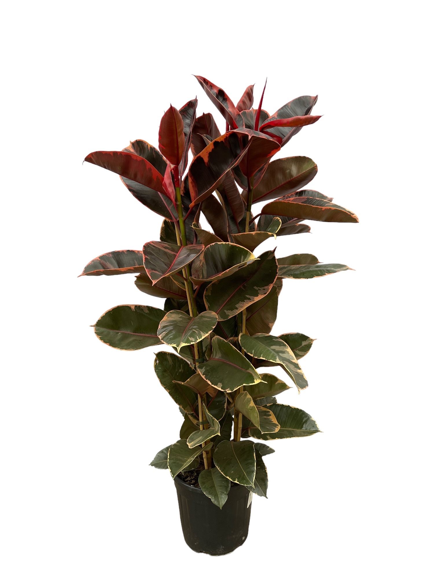 Ficus Elastica Belize Toef - 140cm - 3PP, D 27