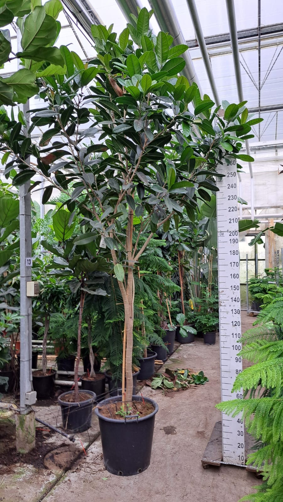 Ficus Tresor stam 400, D 55