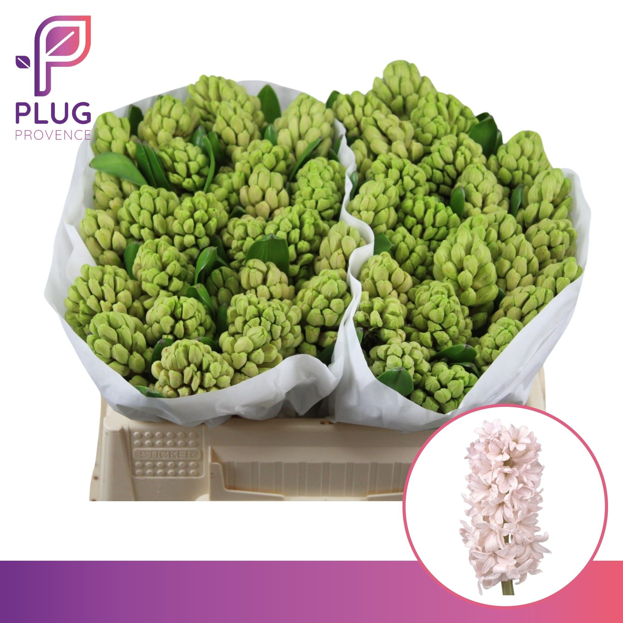 Гиацинт Чайна Пинк, шт.